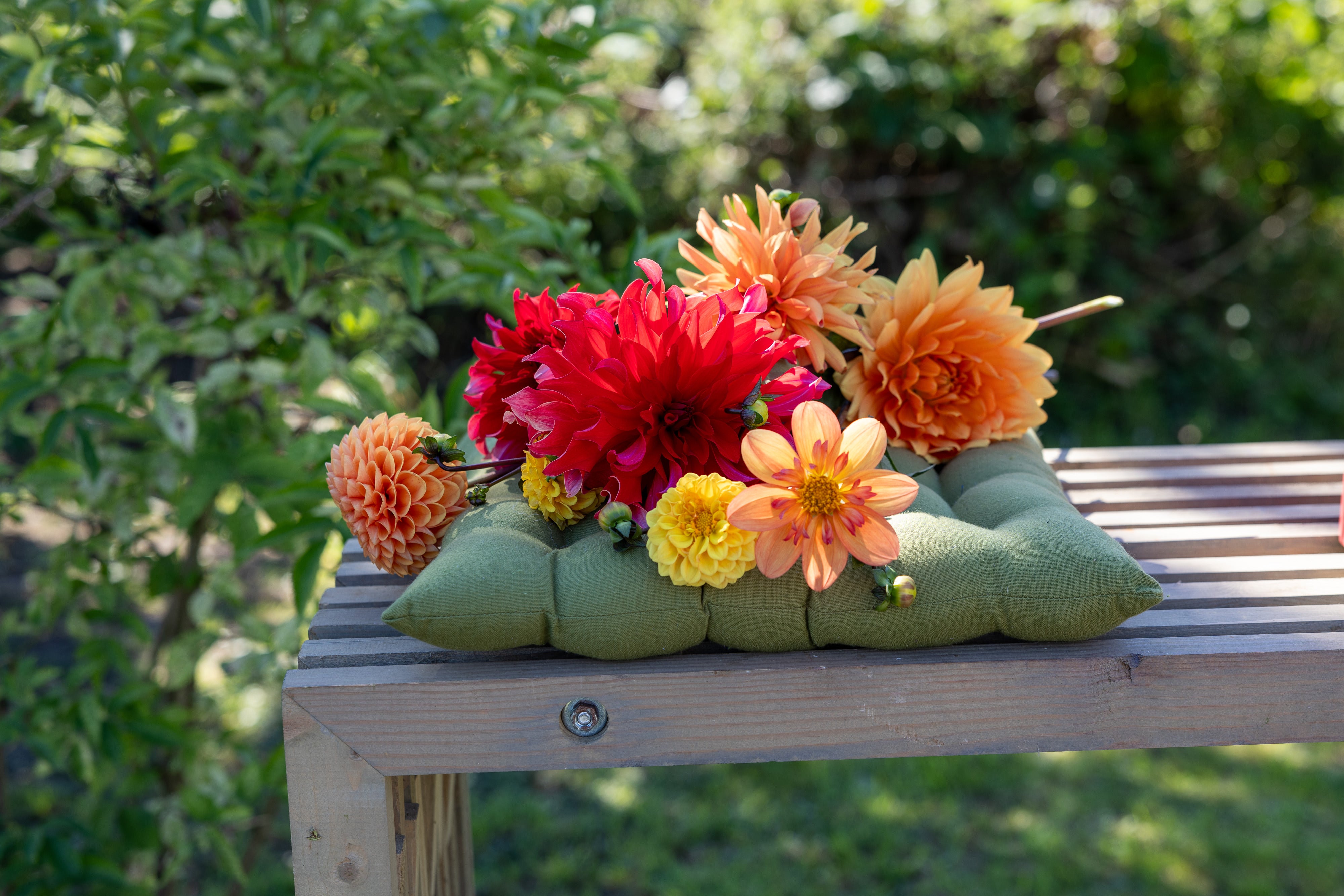 Frisch geschnittene Dahlien in Rot, Orange und Gelb auf einer Gartenbank