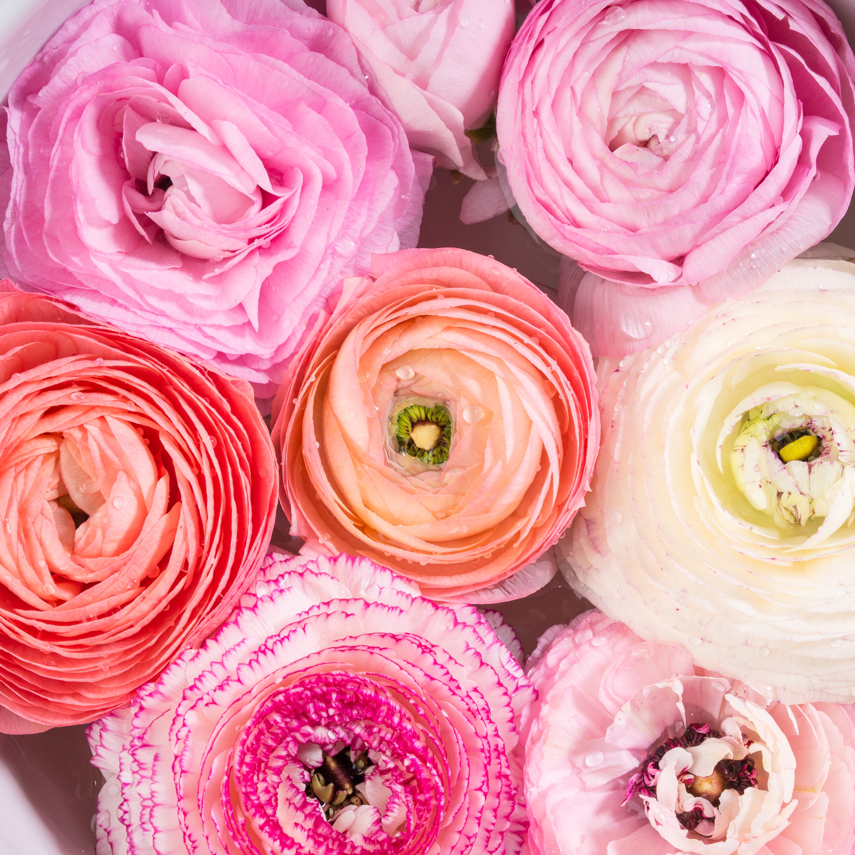 Gefüllte Ranunkelblüten in Rosa, Apricot und Cremeweiß