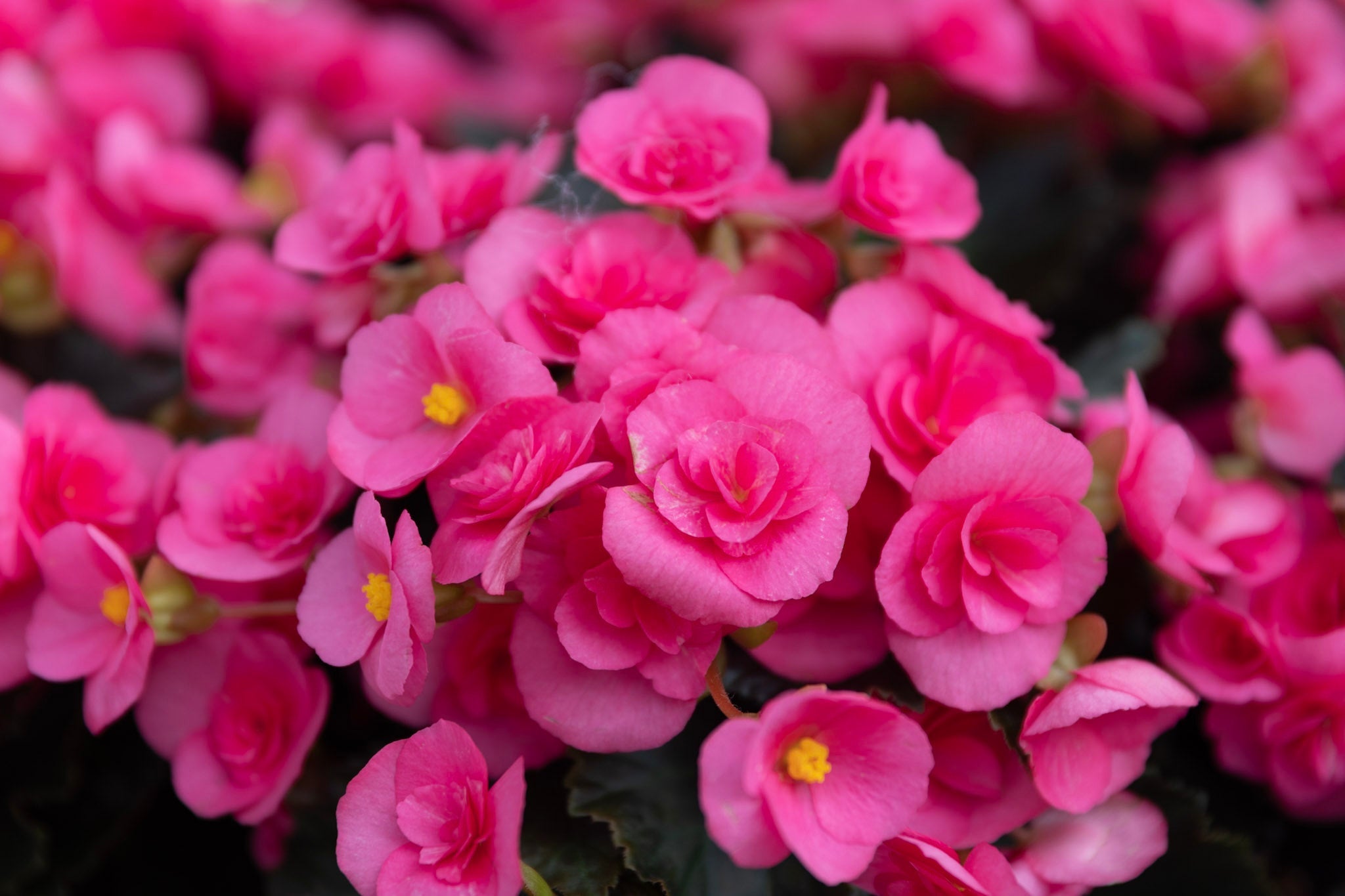 Rosa Begonienblüten, gefüllt und einfach, über dunkelgrünem Laub