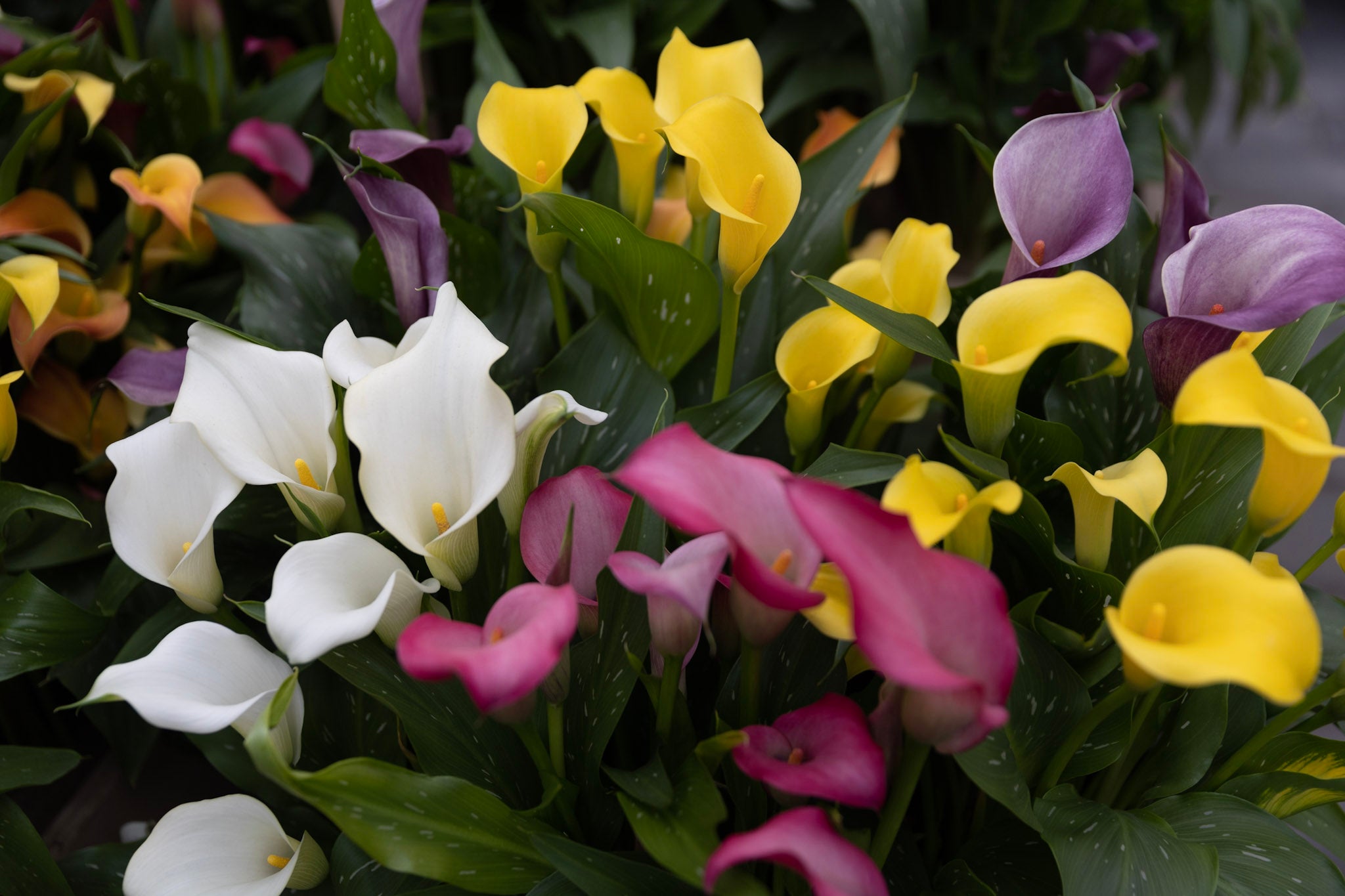 Callas (Zantedeschia) in Weiß, Gelb, Pink und Violett dicht nebeneinander