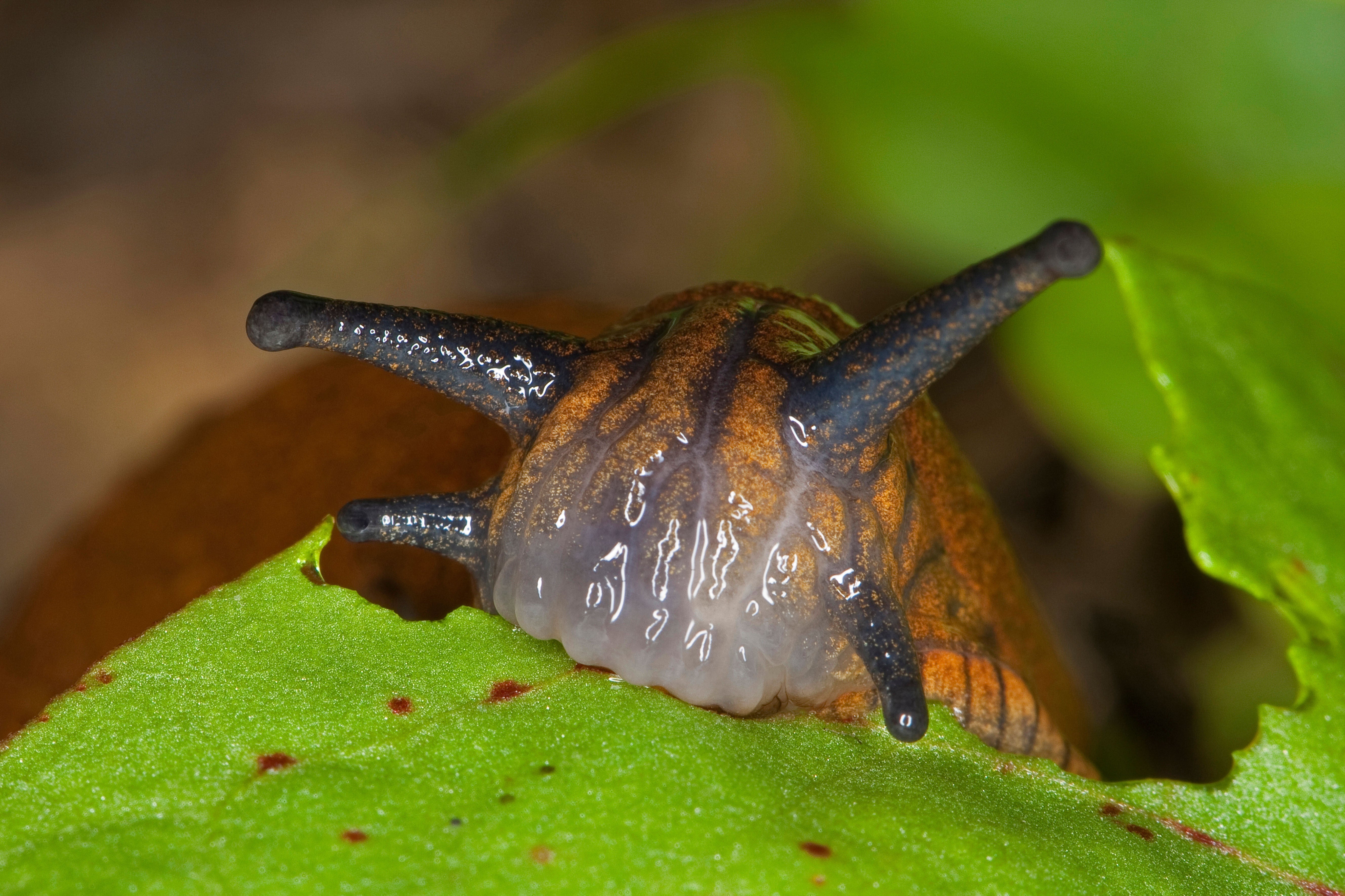 Nacktschnecke mit ausgestreckten Fühlern auf einem grünen Blatt