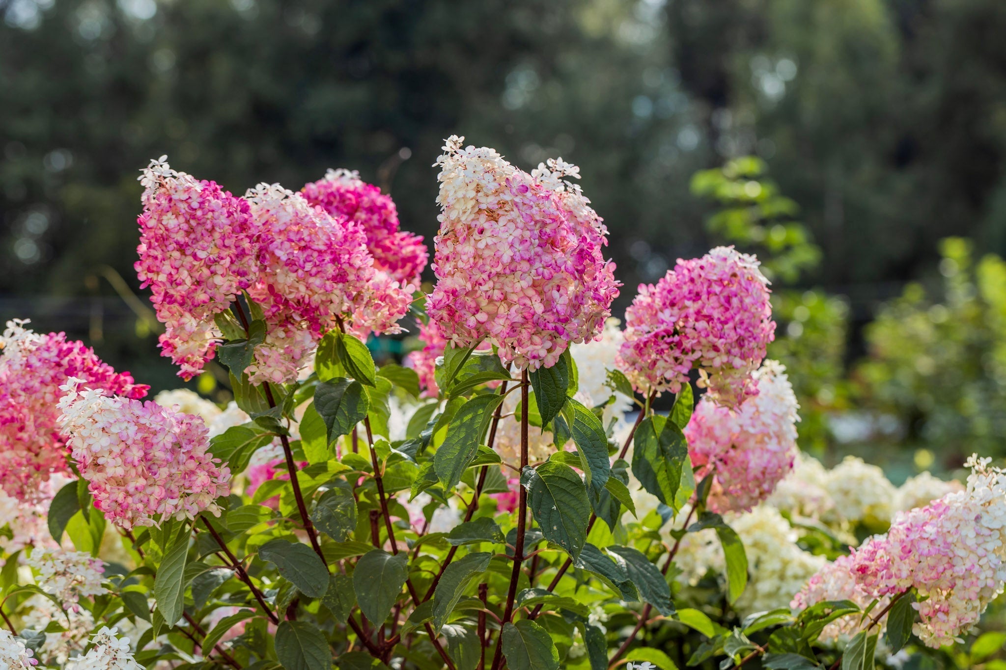 Rispenhortensie 'Vanille Fraise' mit weißen und rosa Blütenrispen