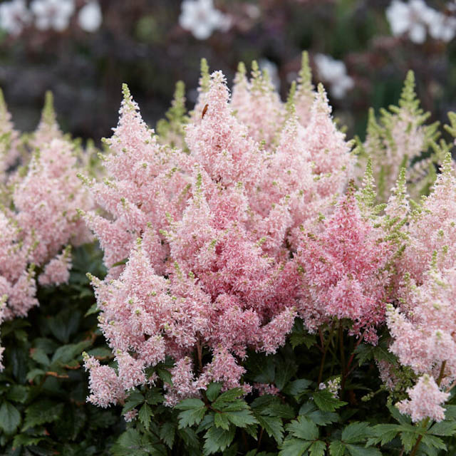 Astilbe mit rosa Blütenrispen im Halbschatten