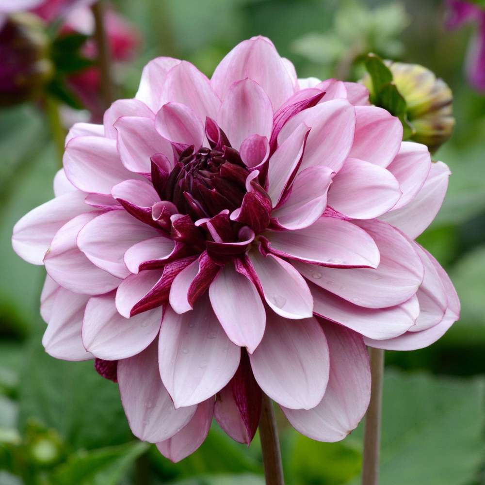 Dahlie 'Crème de Cassis' mit hellrosa Blütenblättern und dunkelroter Mitte