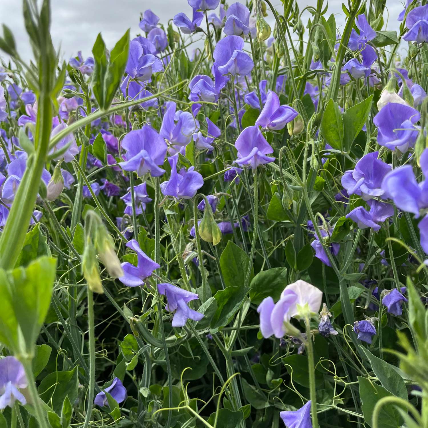 Duftwicke 'Noel Sutton' mit violetten, duftenden Blüten auf langen Stielen