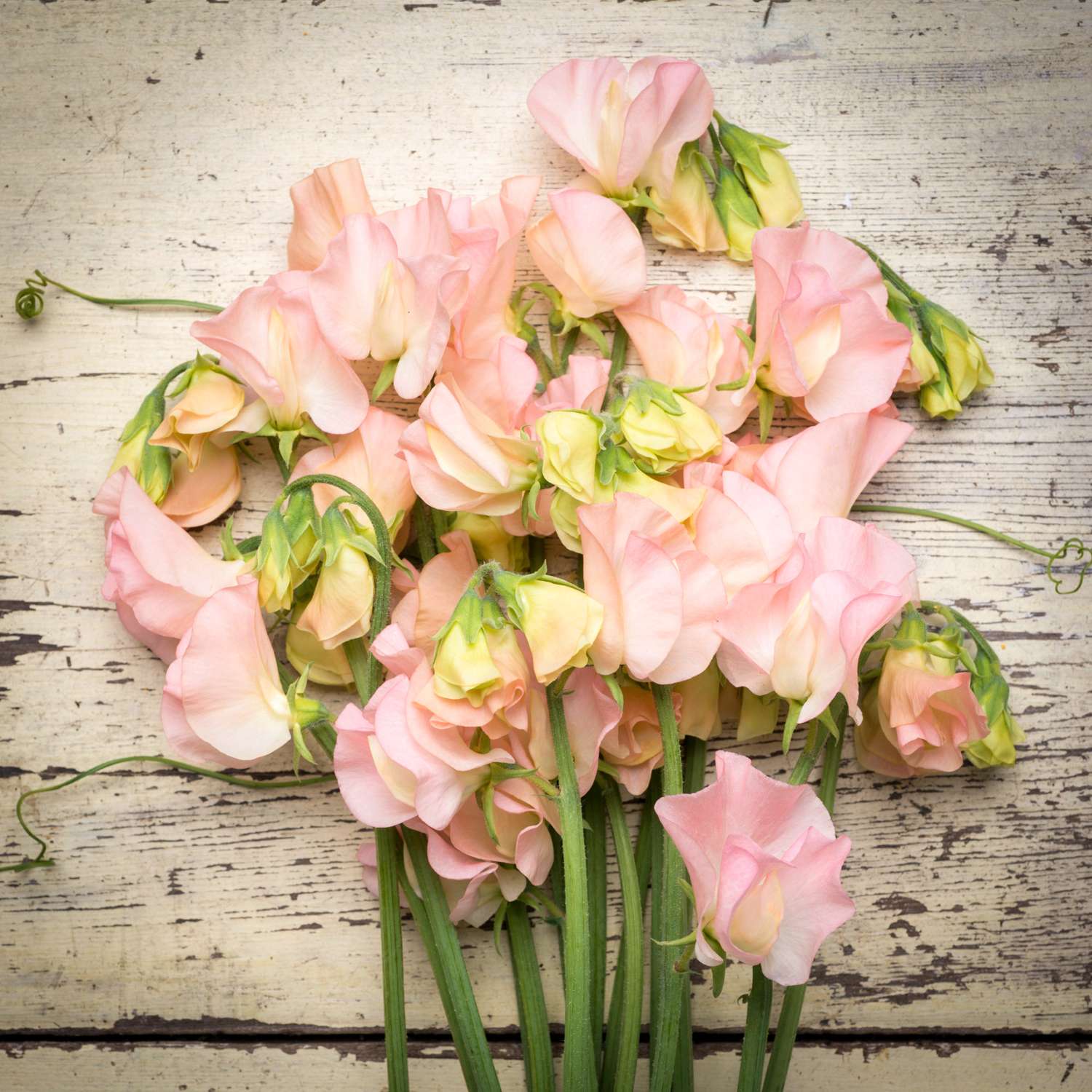 Duftwicke 'Spring Sunshine Champagne' mit zart rosa Blüten an einer Rankhilfe