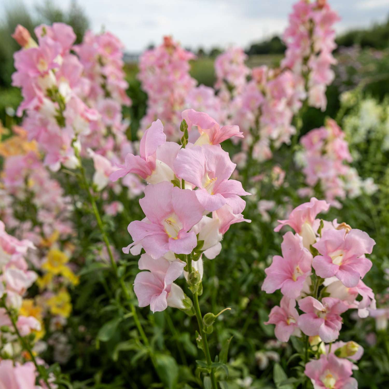 Löwenmäulchen 'Doubleshot Appleblossom' mit offenen, hellrosa Blüten und cremefarbenem Schlund