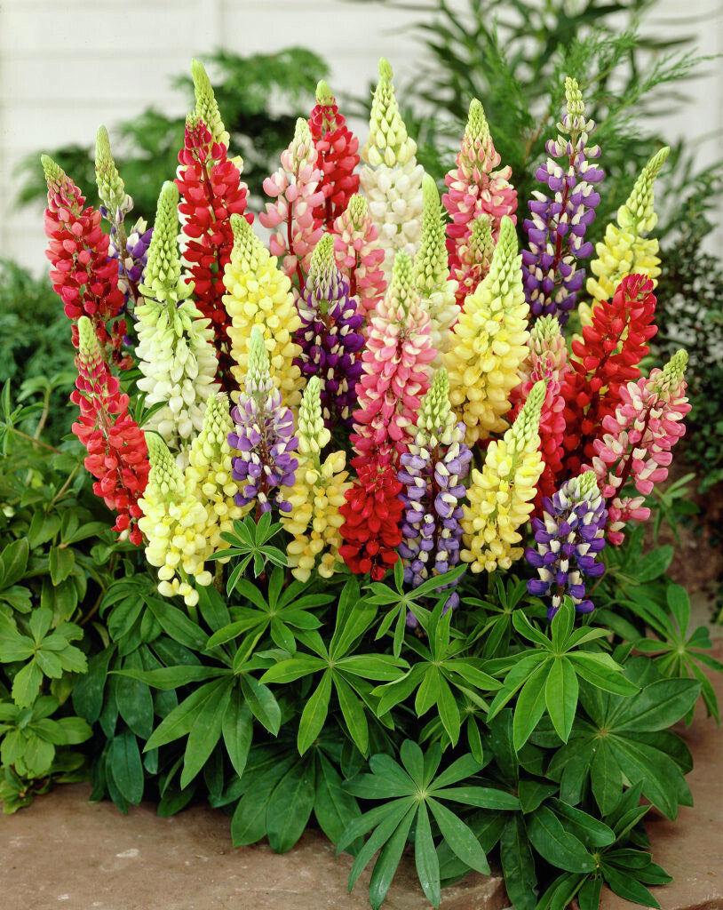 Lupinen in Rot, Gelb, Violett und Weiß mit ihren handförmigen Blättern