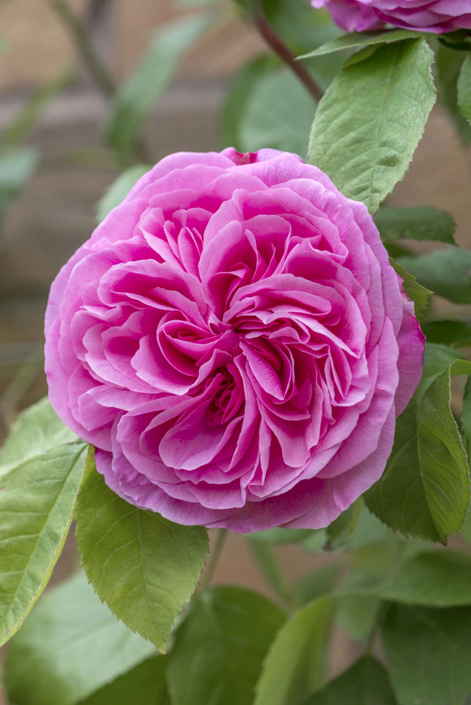 Rose 'Gertrude Jekyll' mit dicht gefüllten Blüten in klarem Rosa