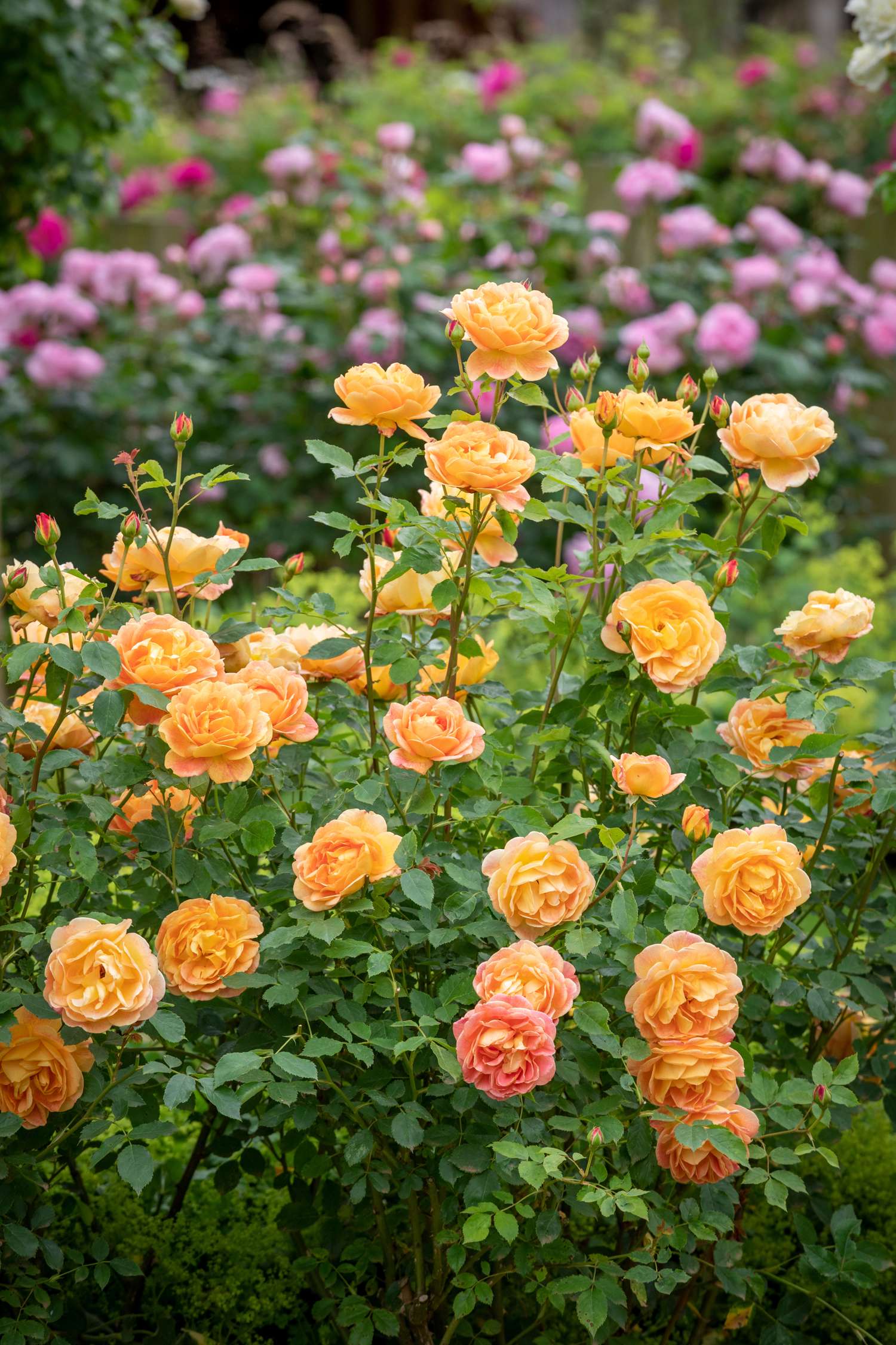 Rose 'Lady of Shalott' mit gefüllten Blüten in Apricot-Orange bis Gold