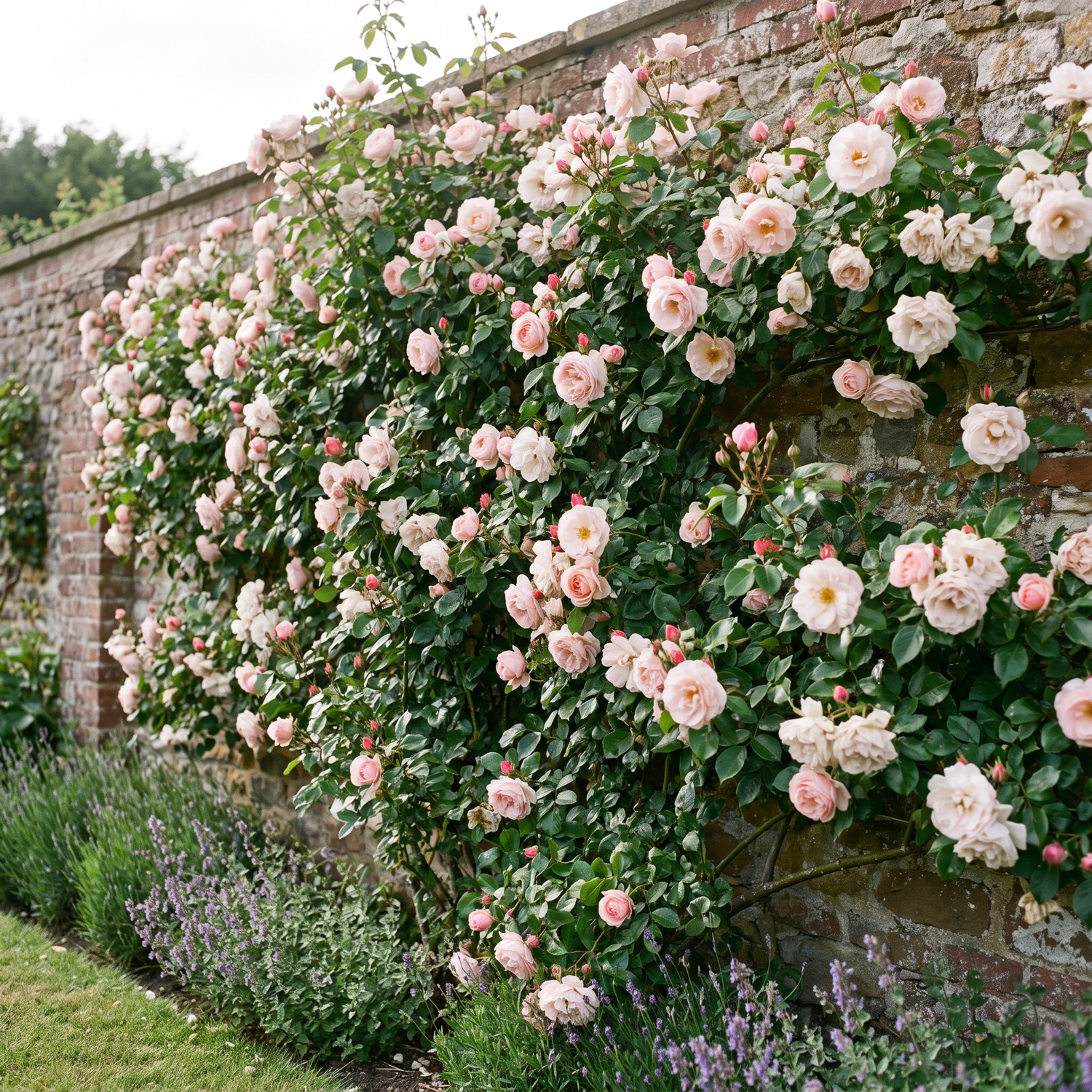 Rose 'New Dawn' mit perlrosa halbgefüllten Blüten an einer Mauer