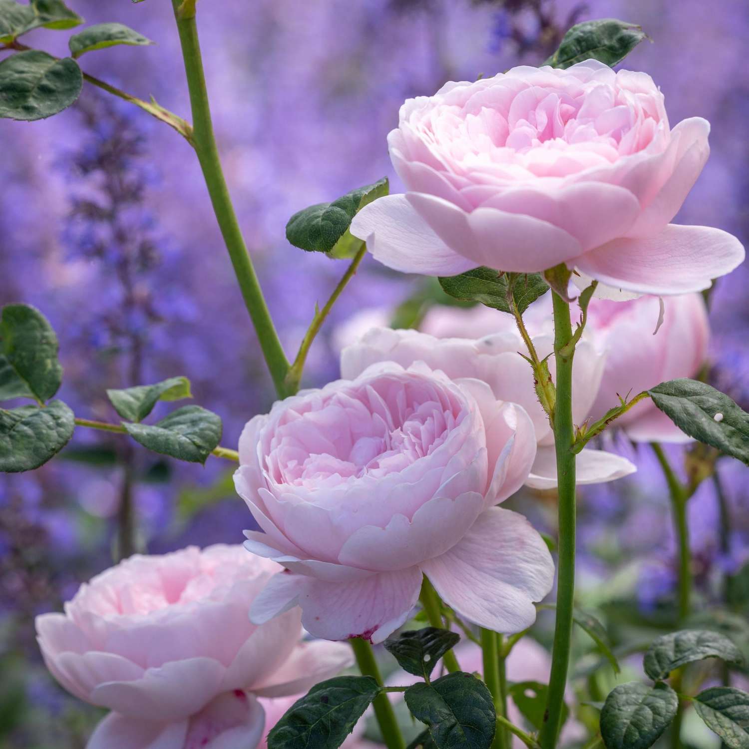 Rose 'Queen of Sweden' mit gefüllten Blüten in weichem Rosa bis Apricotrosa