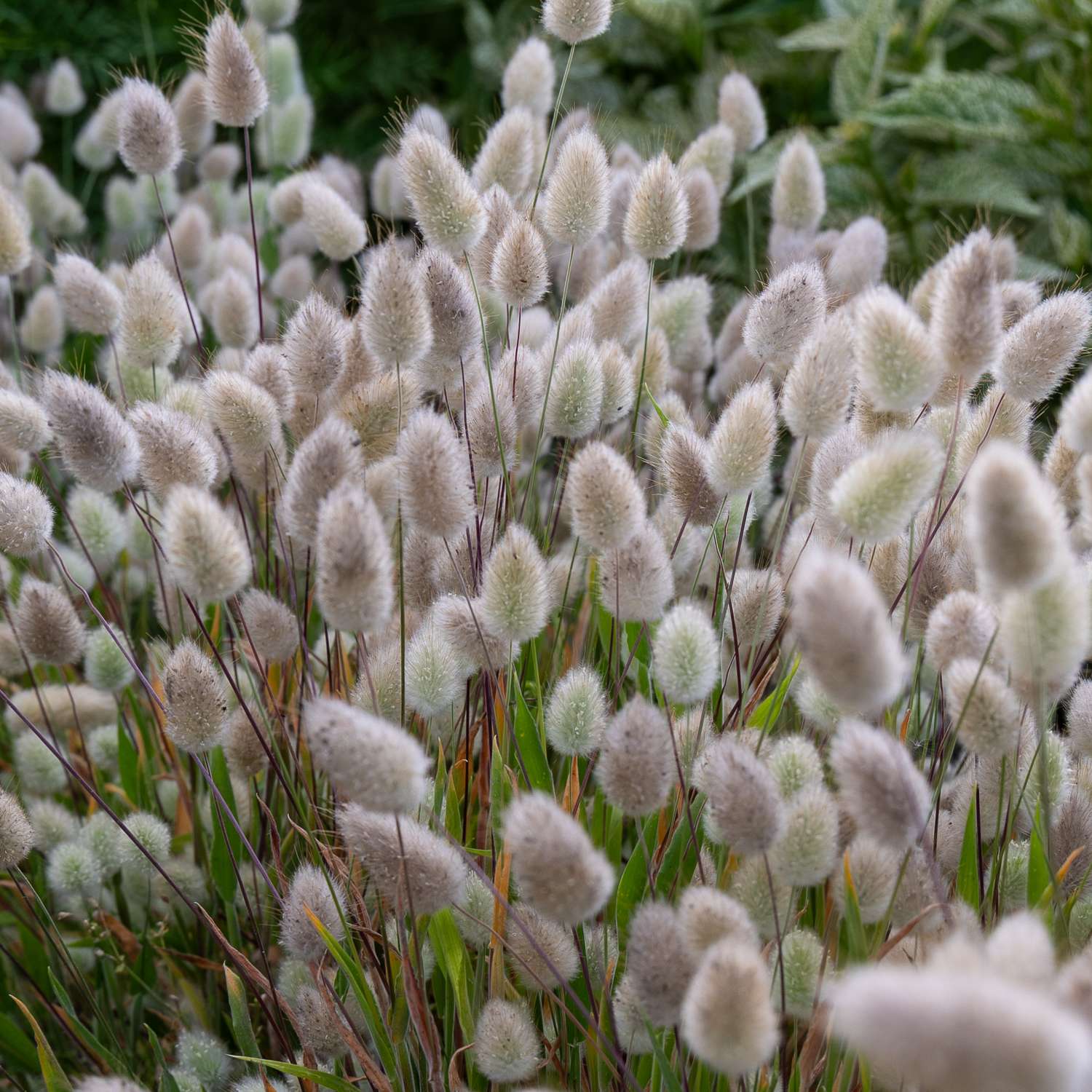 Samtgras 'Bunny Tails' mit seidenweichen Hasenschwanz-Ähren