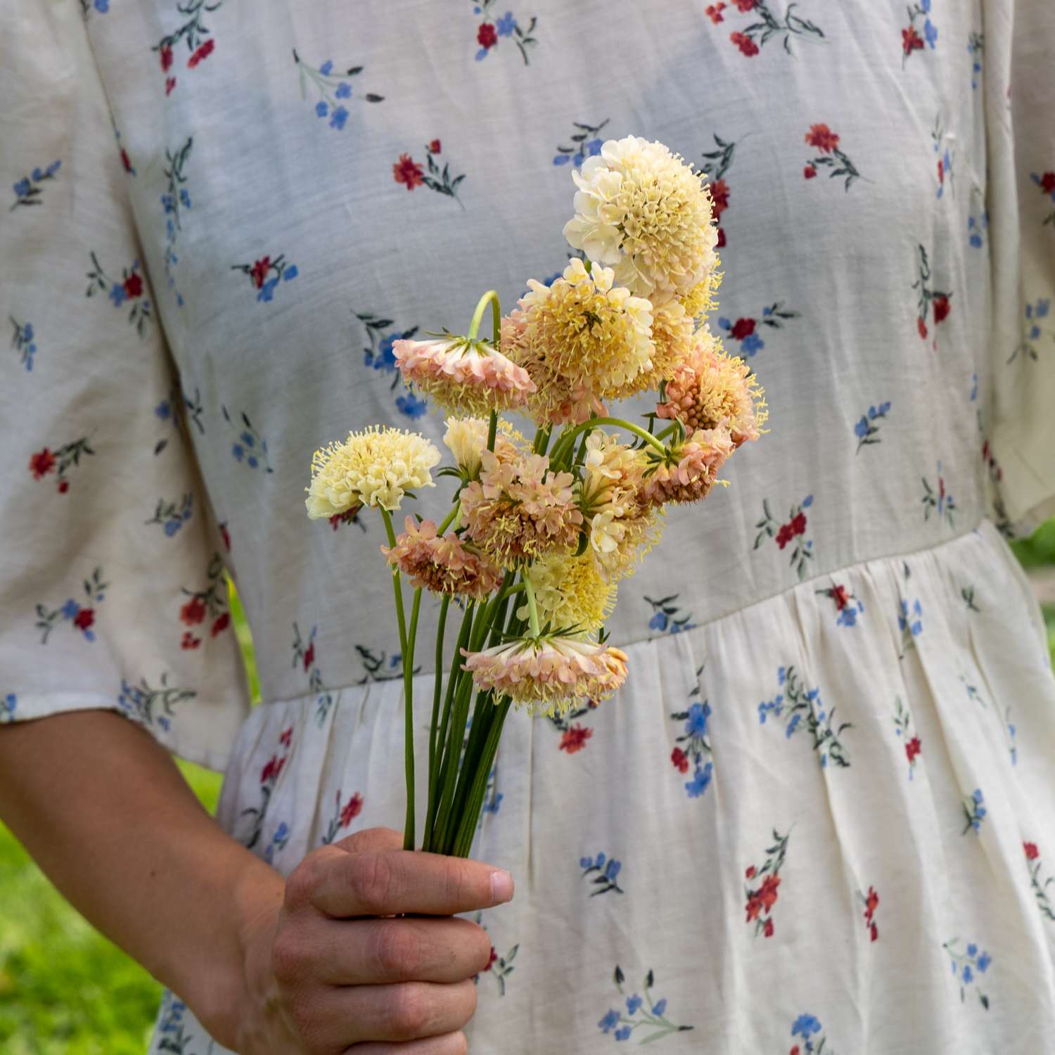 Skabiose 'Fata Morgana' mit gefransten Blüten in Marillen- und Buttercremetönen
