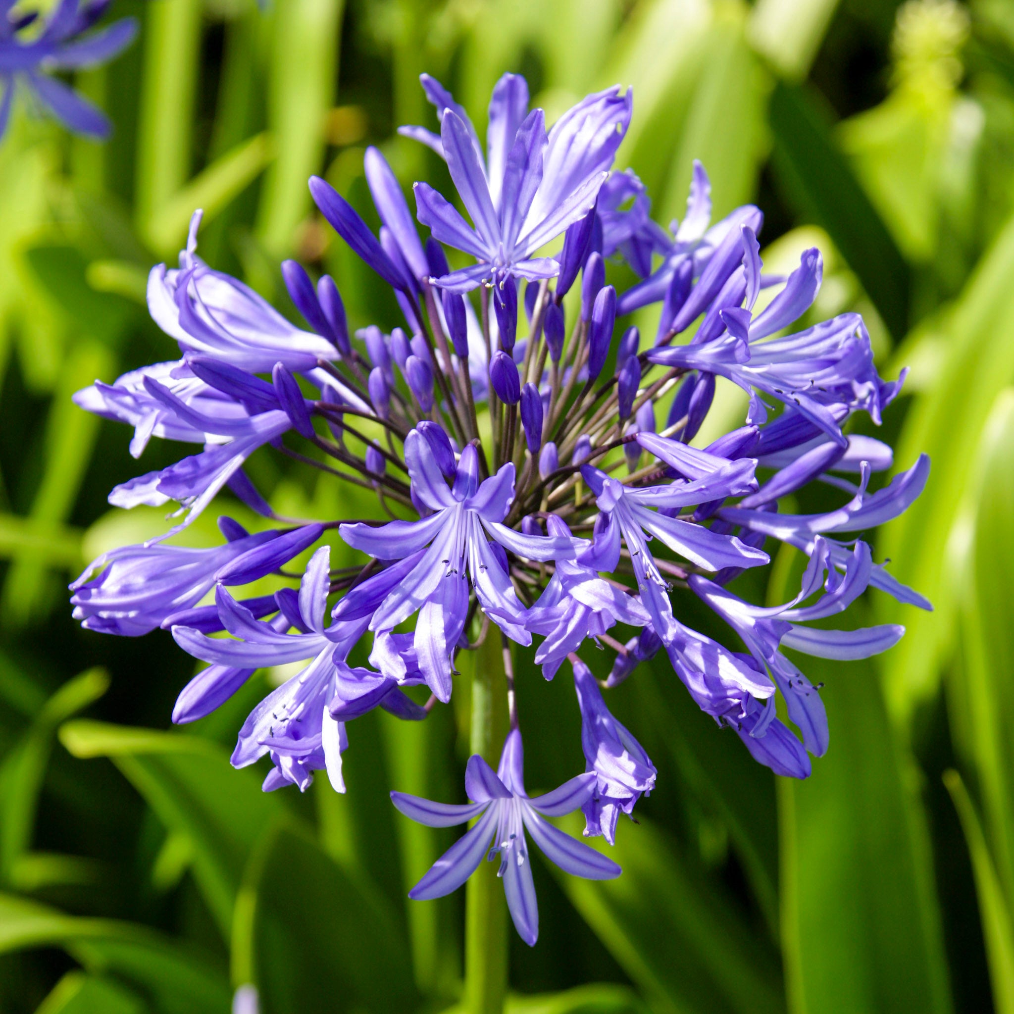 Blaue Blütenkugeln der Schmucklilie (Agapanthus)
