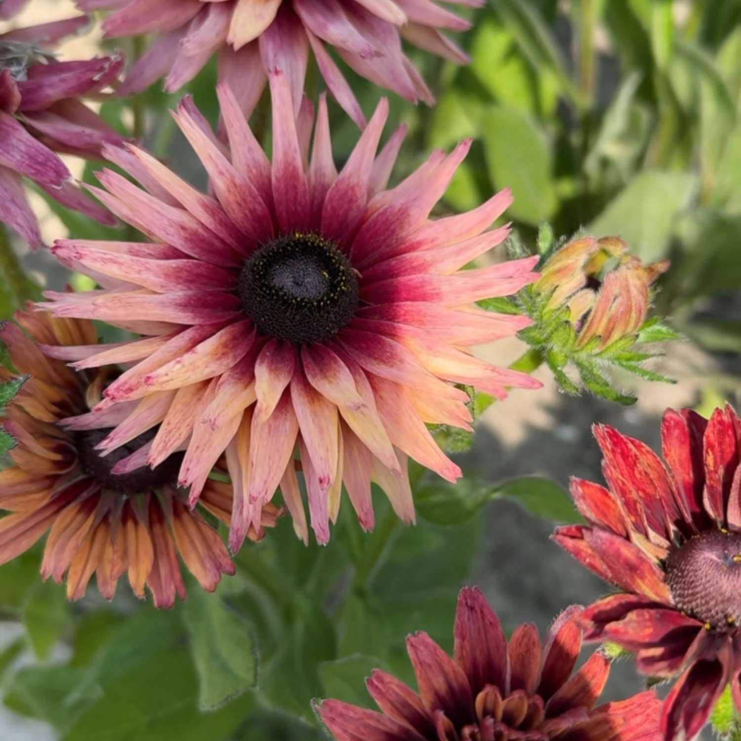 Sonnenhut 'Hirta Sahara' mit warmen Blüten in Terrakotta-, Rosa-, Karamell- und Rostrottönen