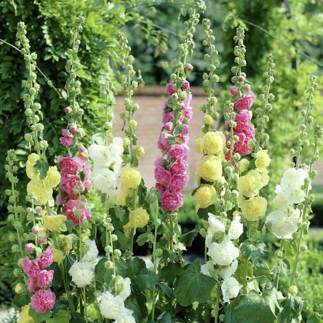 Gefüllte Stockrosen in Rosa, Weiß und Gelb vor einer grünen Hecke