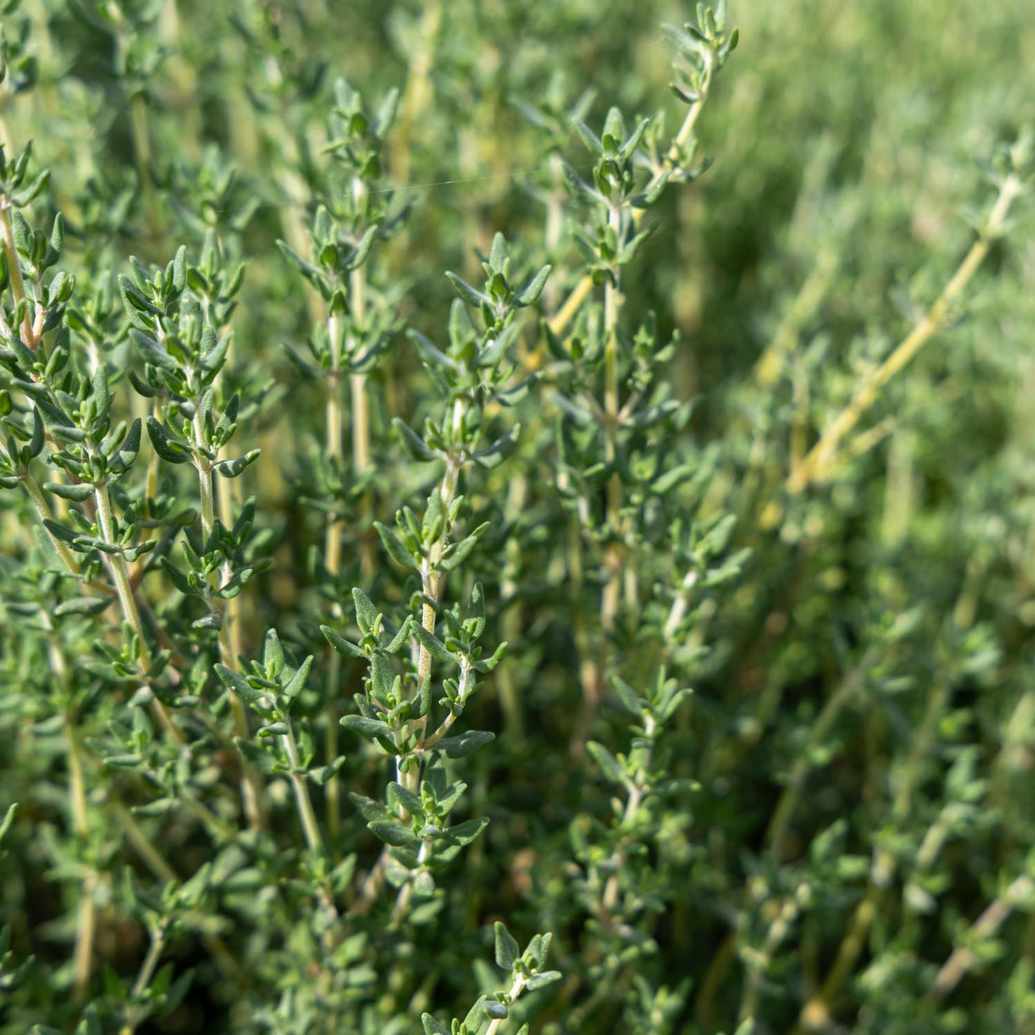 Thymian mit kleinen Blättern und lavendelfarbenen Blüten