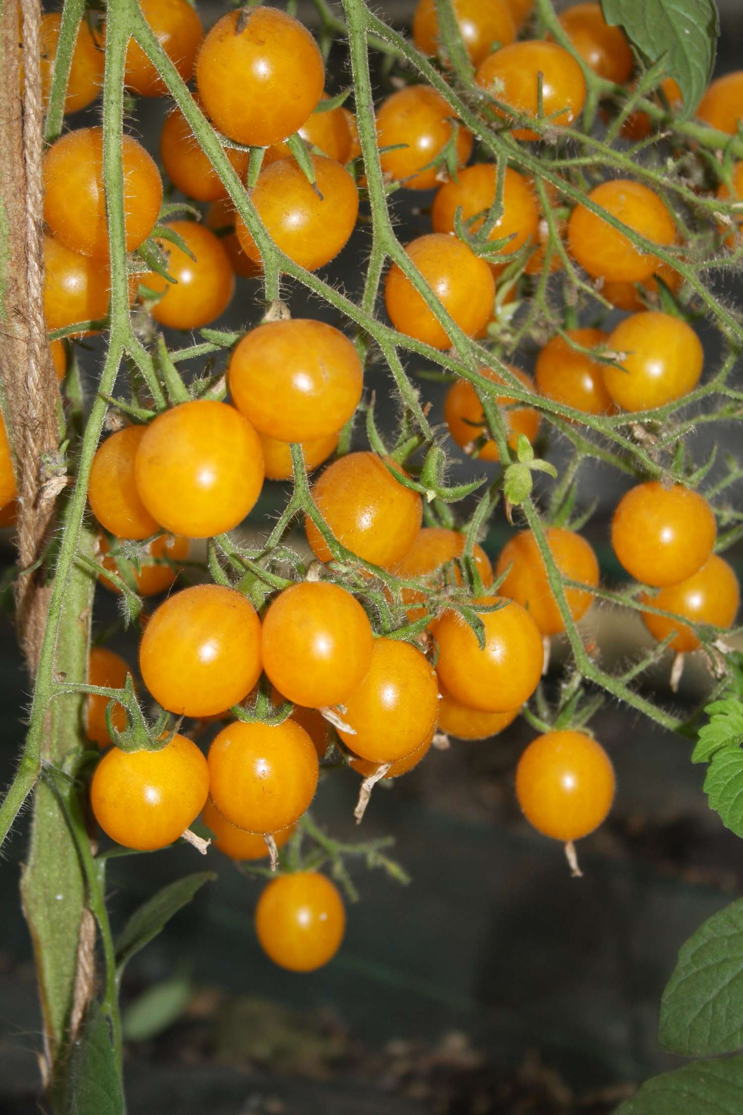 Paradeiser 'Clementine' aus BIO-Samen, leuchtend orange Früchte