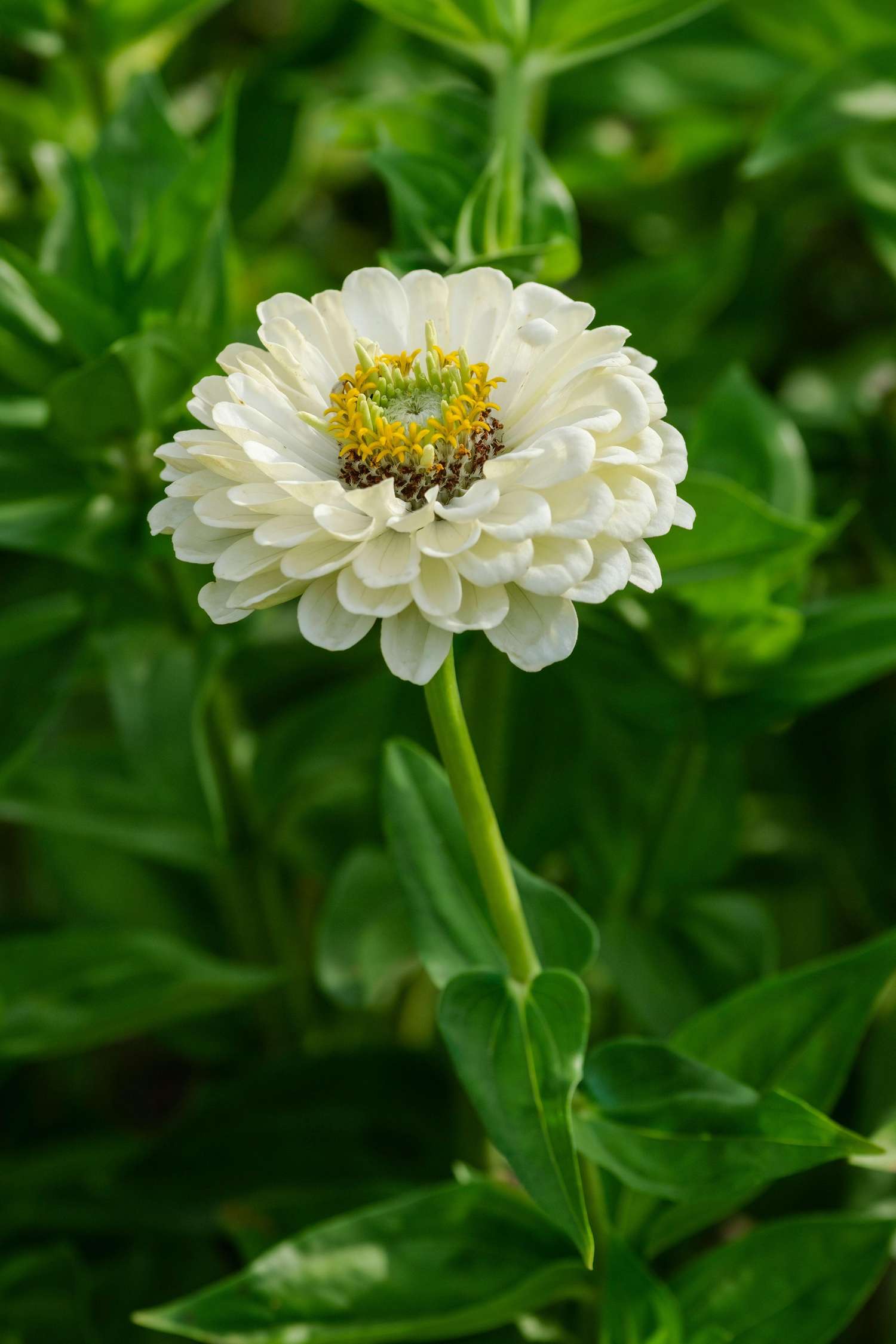 Zinnie 'Benarys Giant White' mit großen weißen Blüten