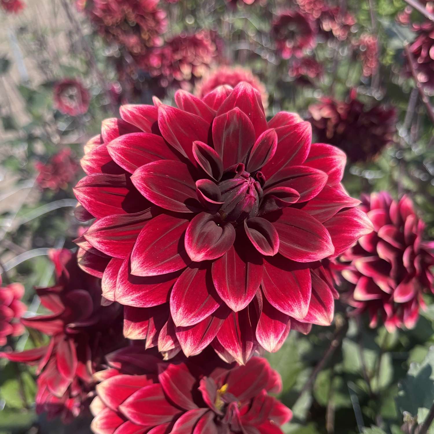 Dahlie 'Night Silence'