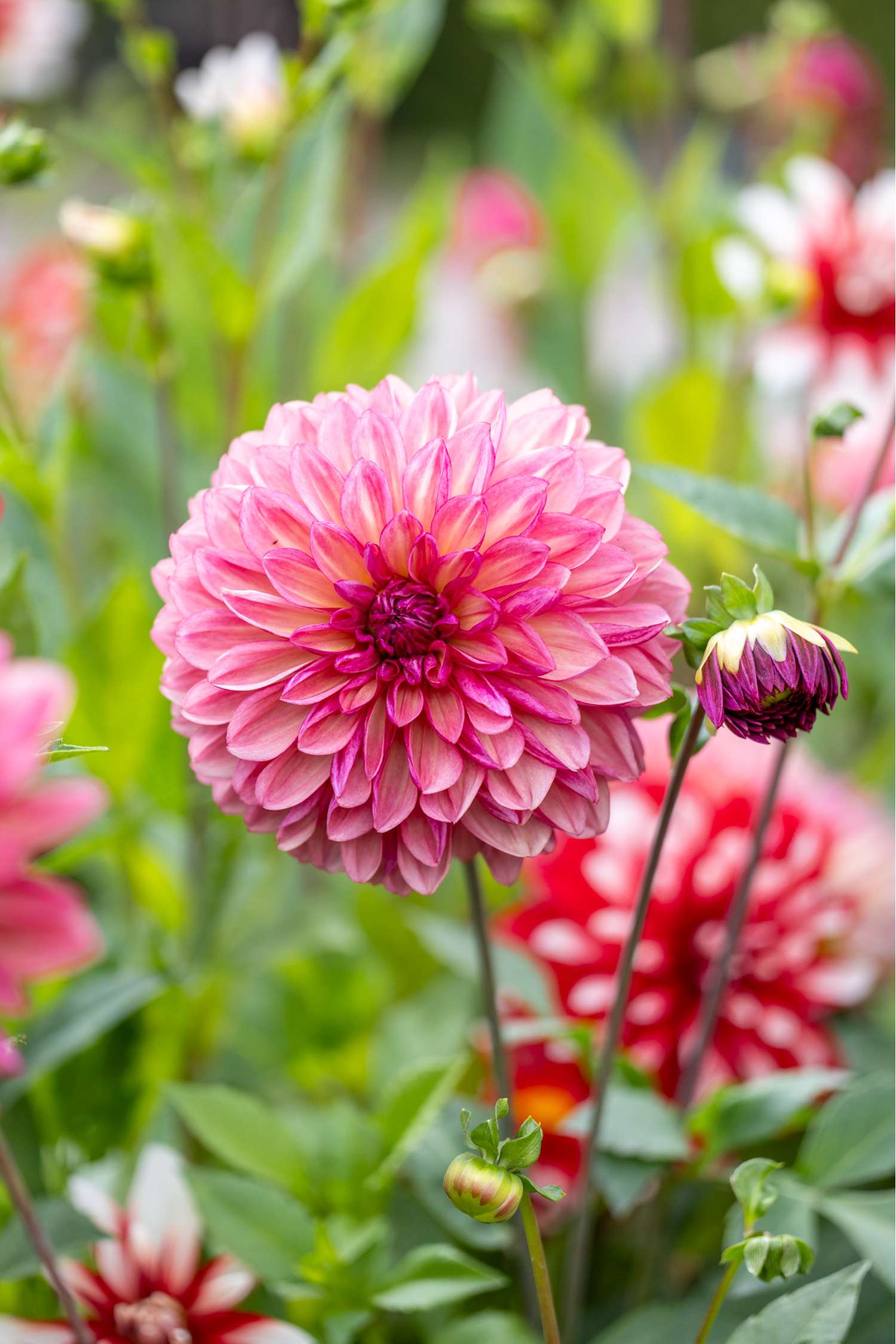 Dahlie 'Bacardi'