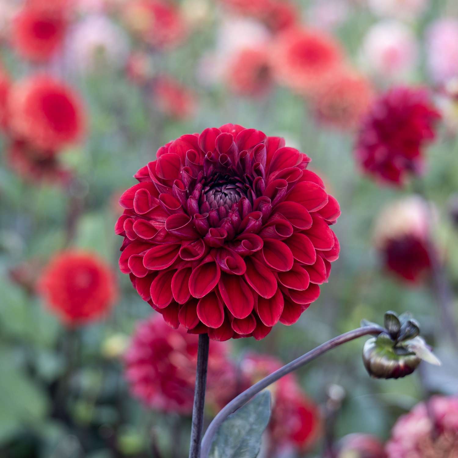 Dahlie ‘Baccara’