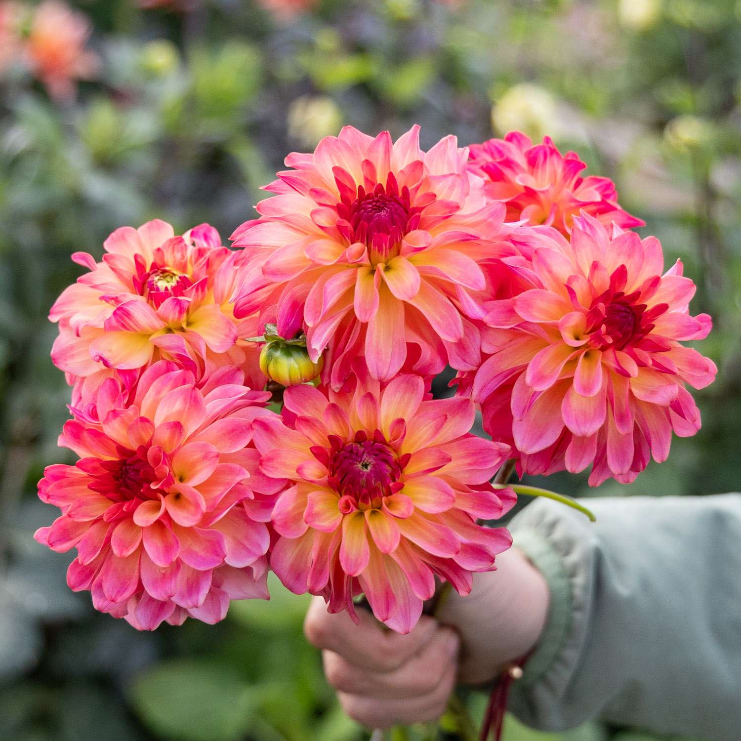 Dahlie 'Belfloor'