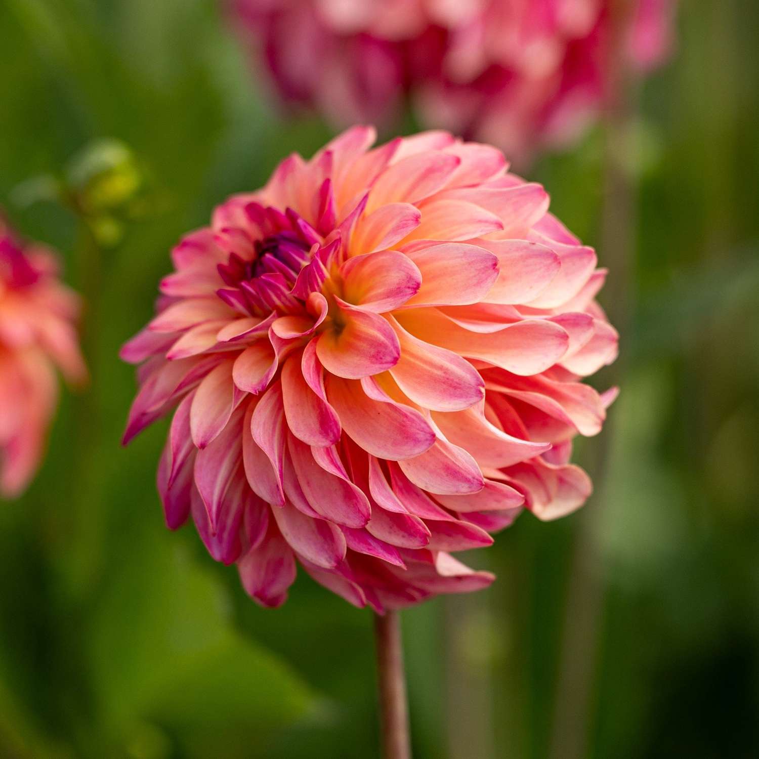 Dahlie 'Belfloor'