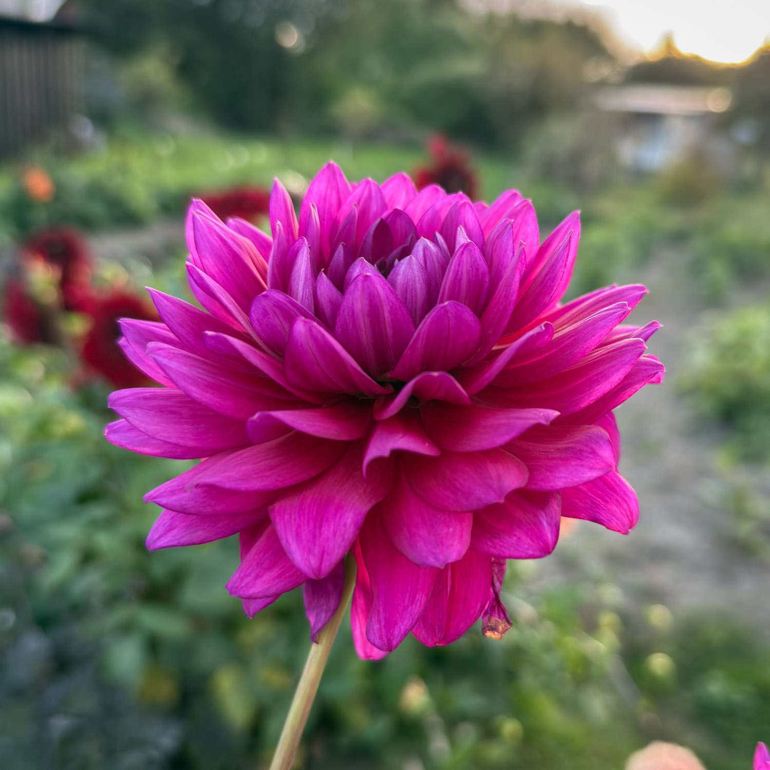 Dahlie 'Berner Oberland'