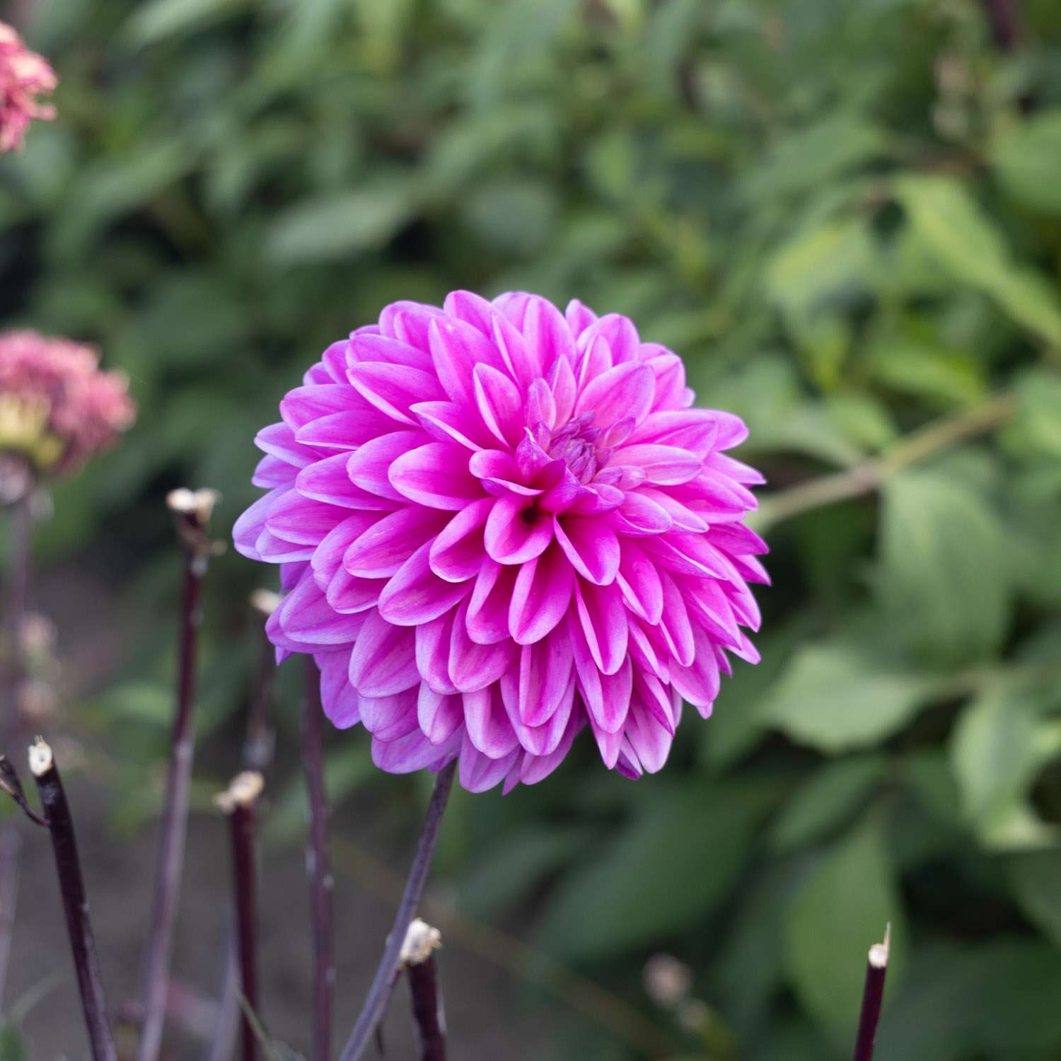 Dahlie ‘Candlelight Mystic Blaze’