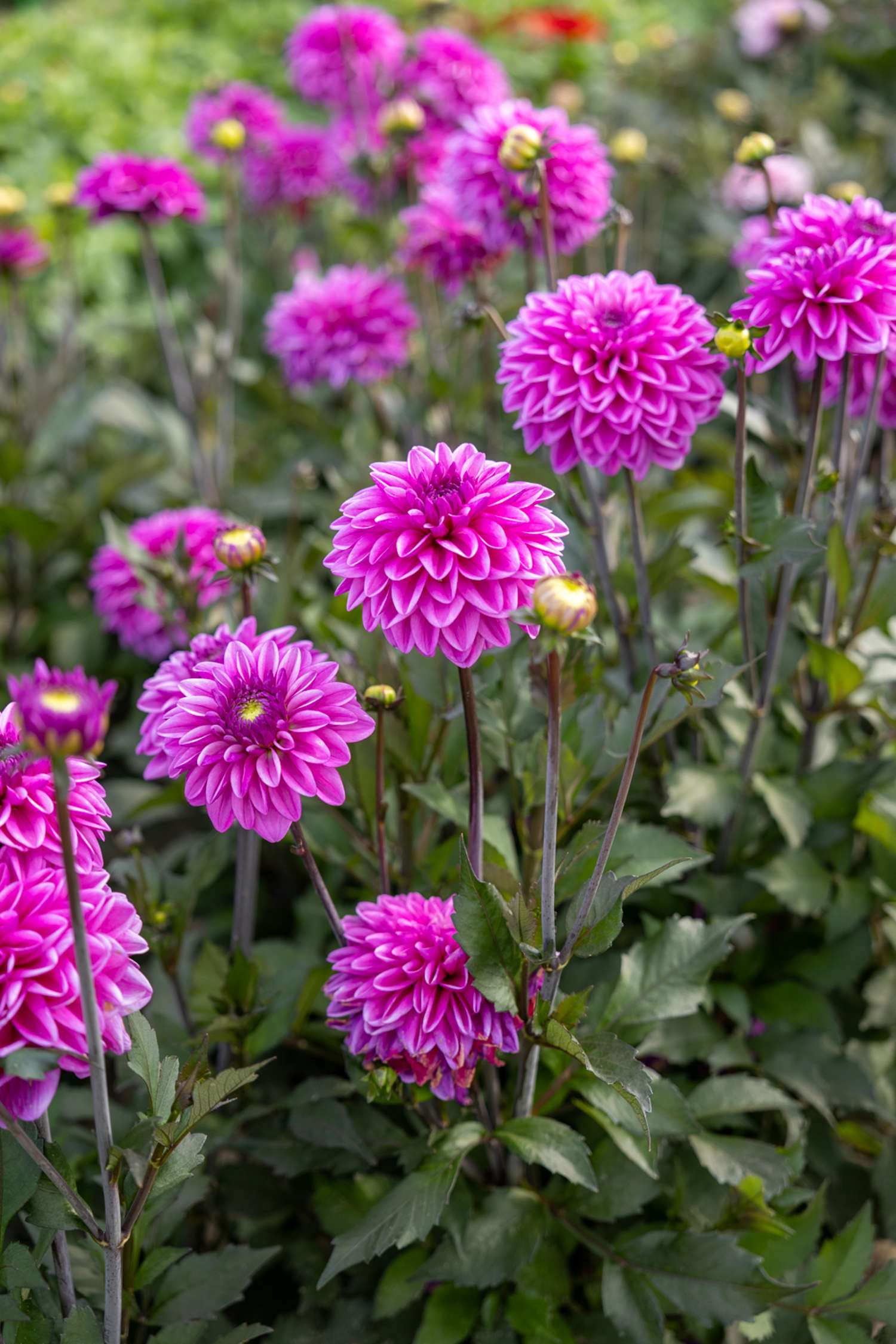 Dahlie ‘Candlelight Mystic Blaze’