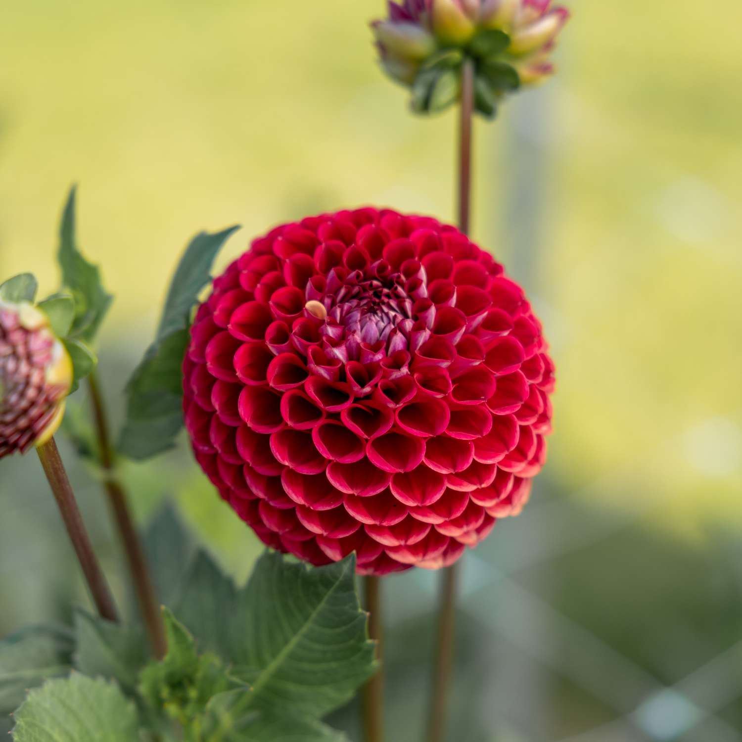 Dahlie 'Cornel'