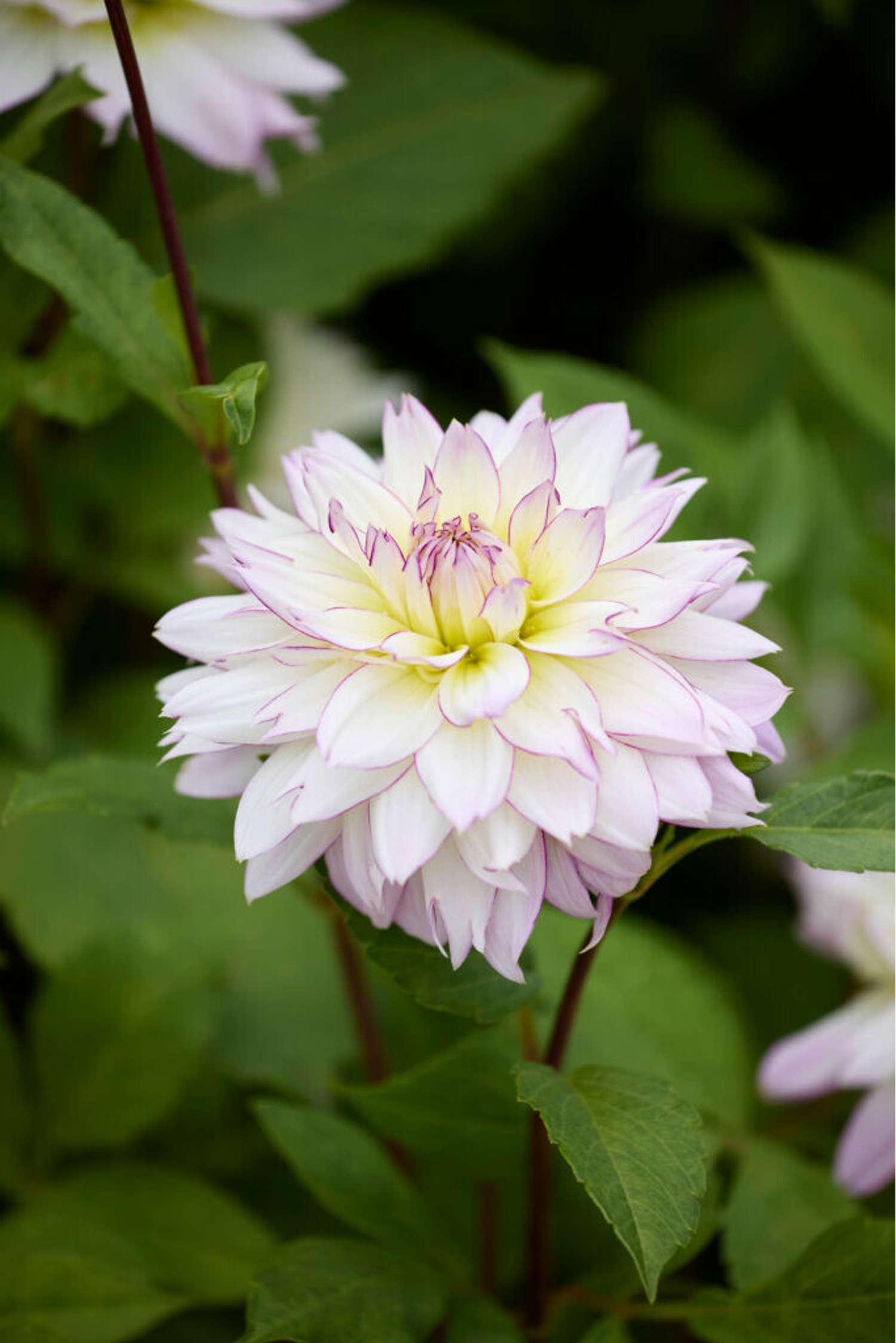 Dahlie 'Crazy Love'
