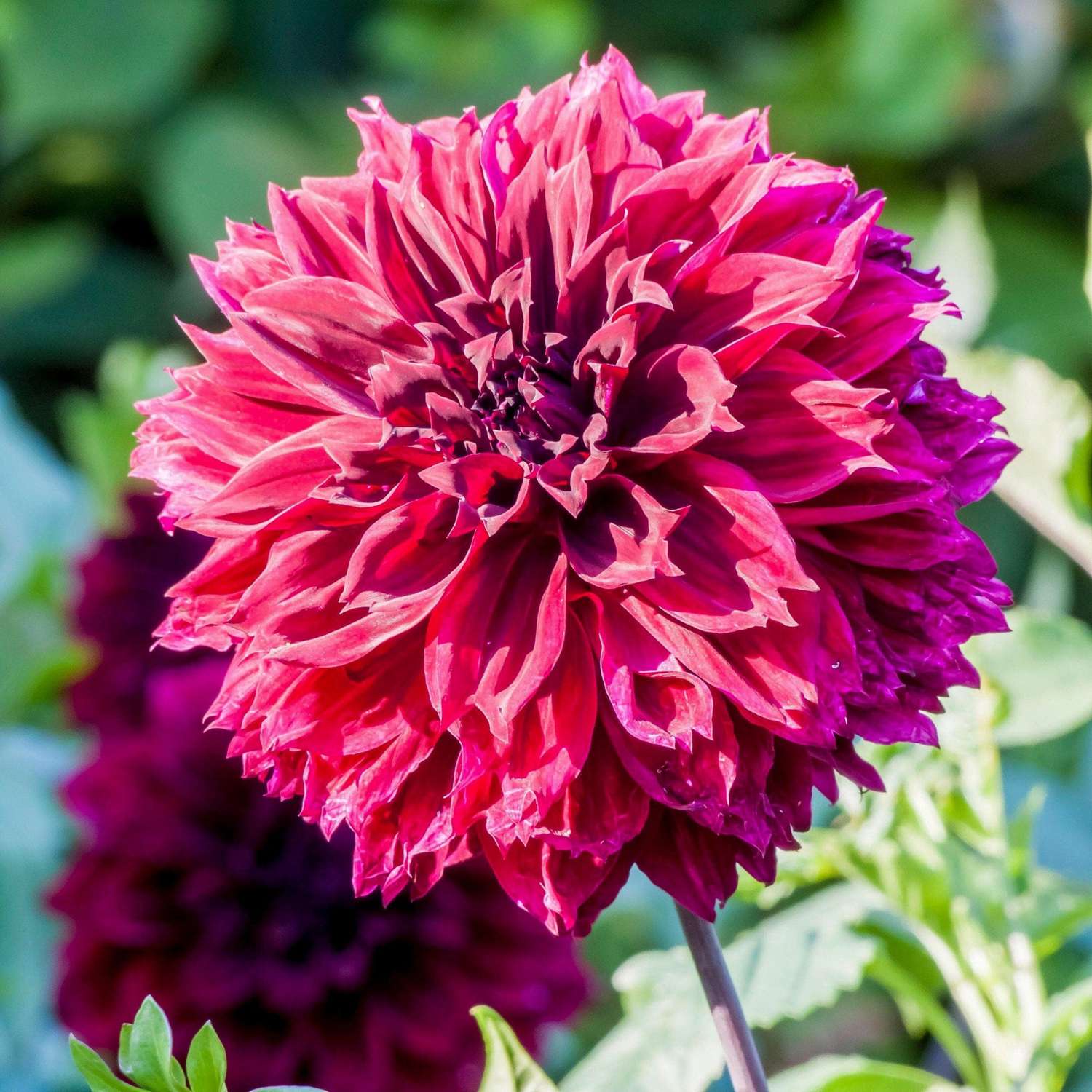 Dahlie ‘Dark Fubuki’