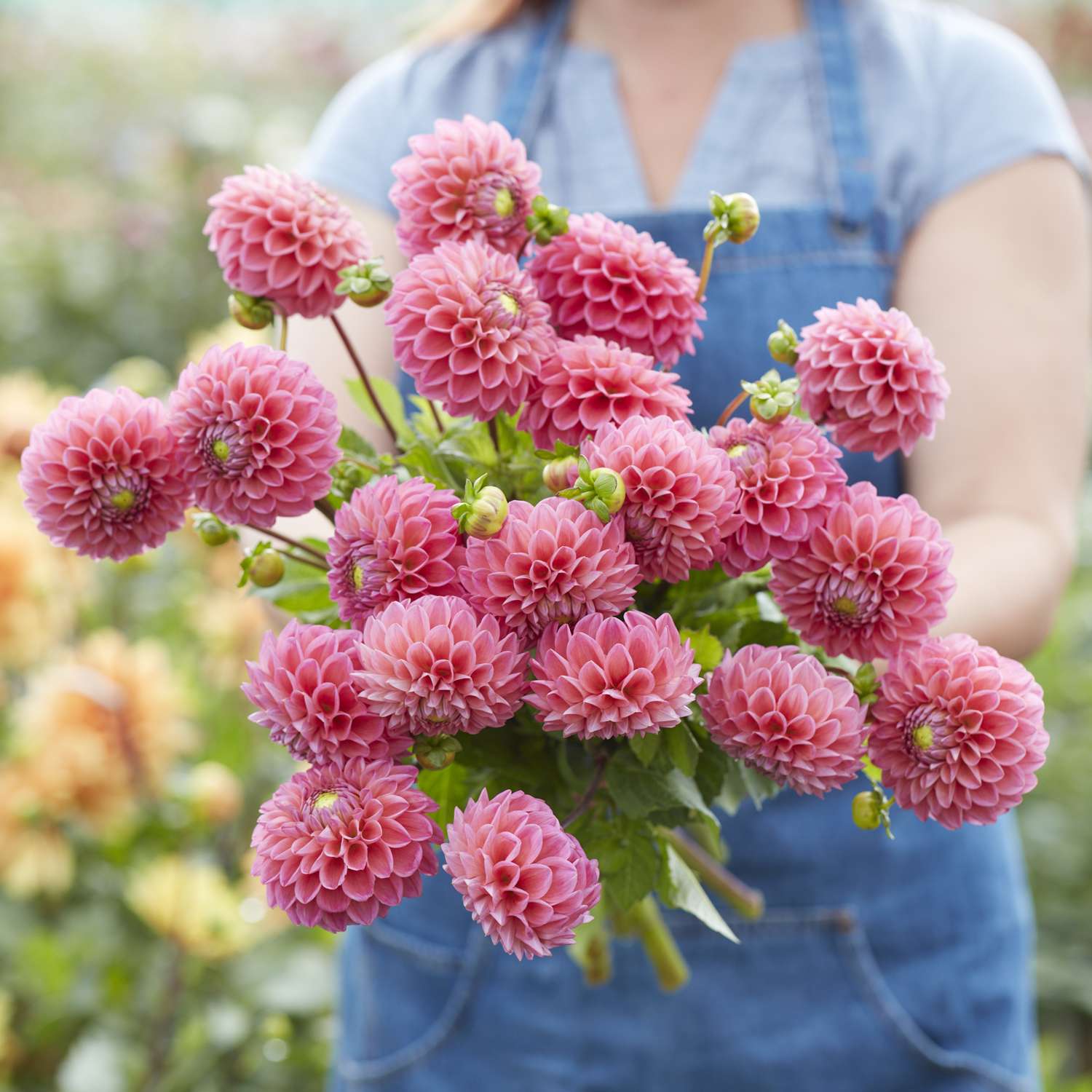Dahlie 'Dikara Superb'