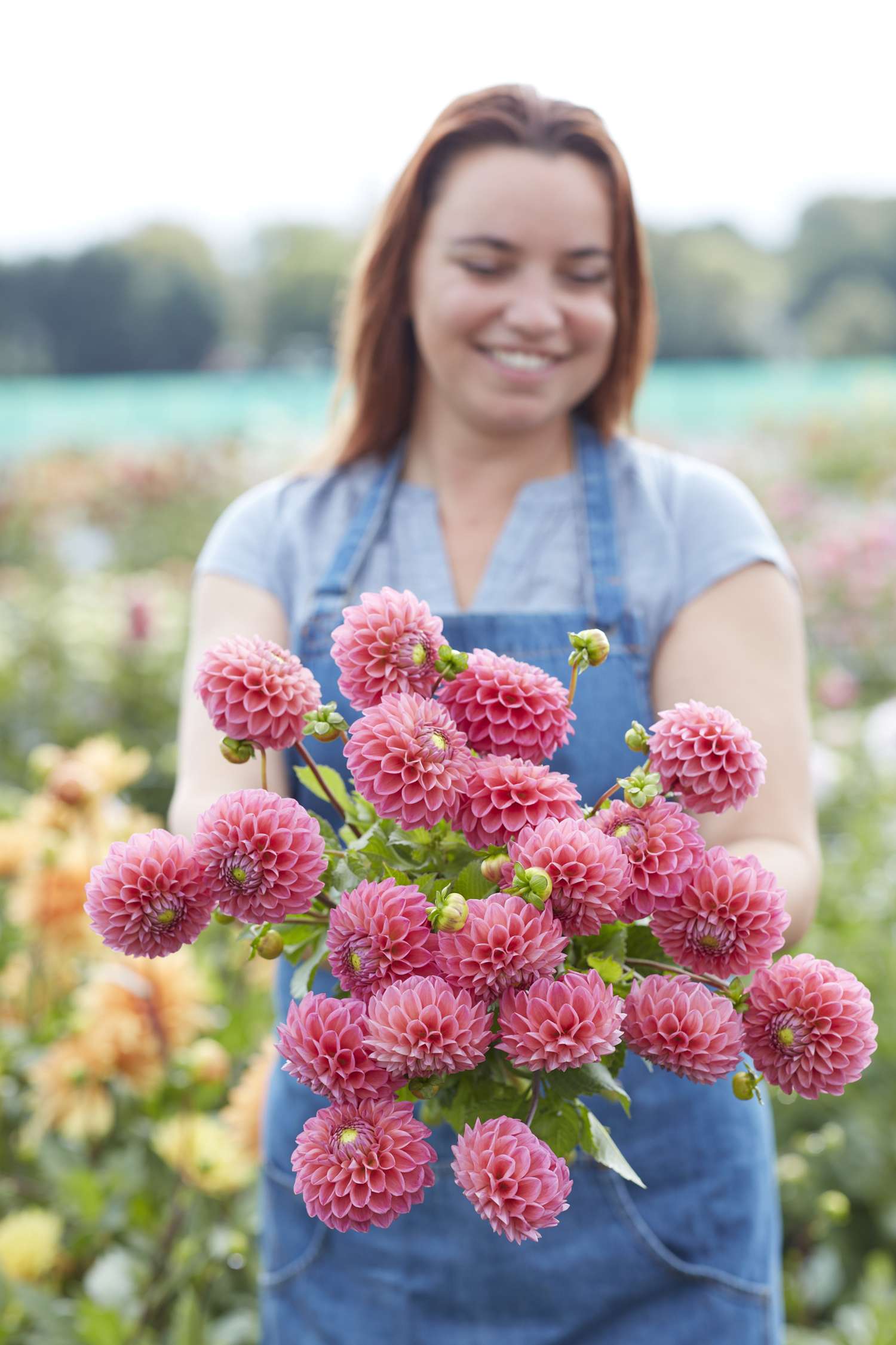 Dahlie 'Dikara Superb'