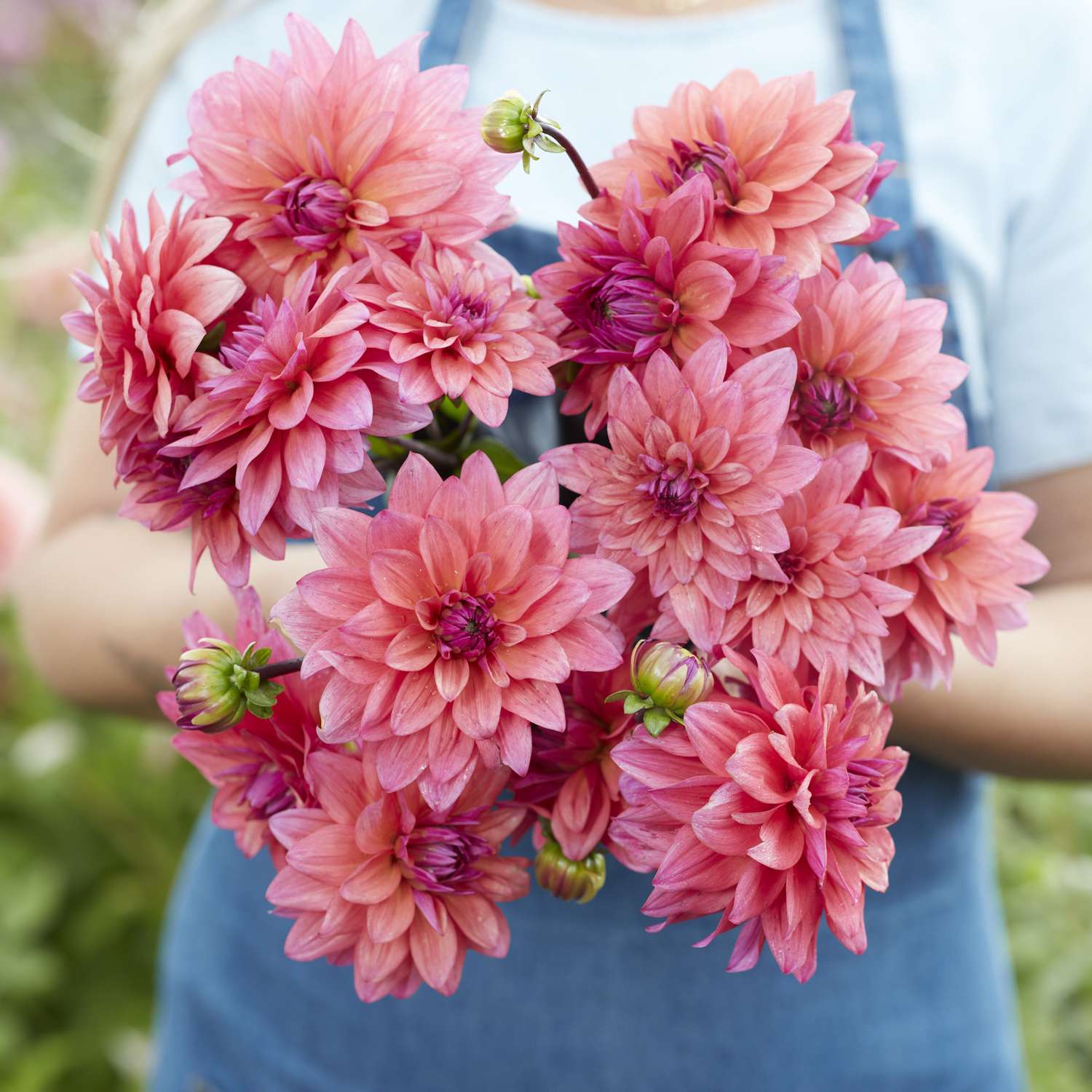 Dahlie 'Feline Yvonne'