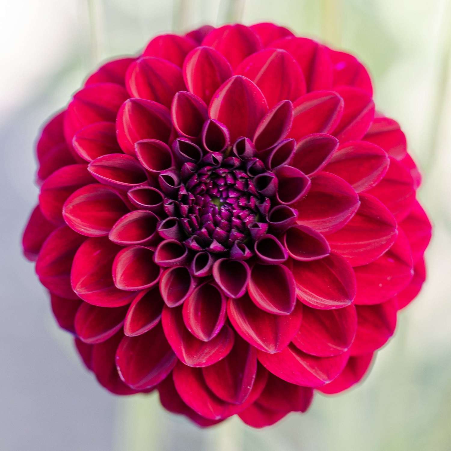 Dahlie 'Gipsy Night'