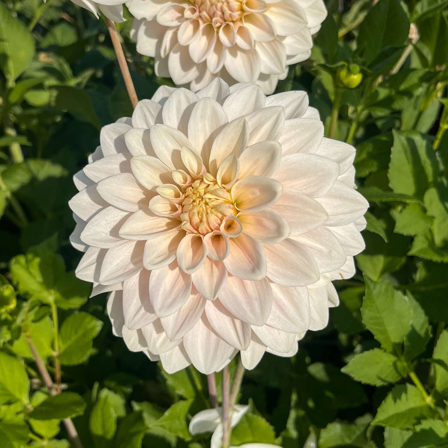 Dahlie ‘Glossy Carlita’
