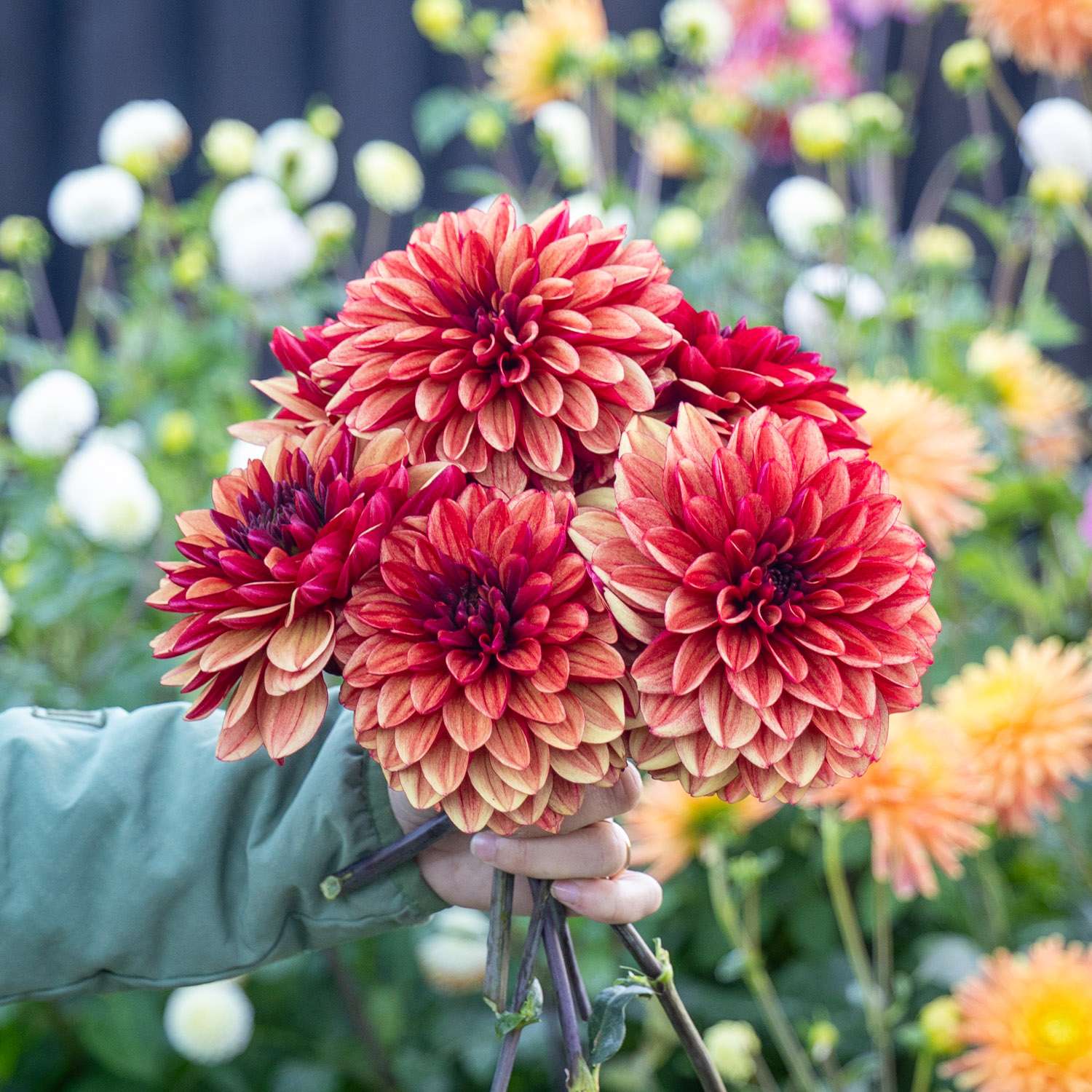 Dahlie ‘Glossy Maracana’