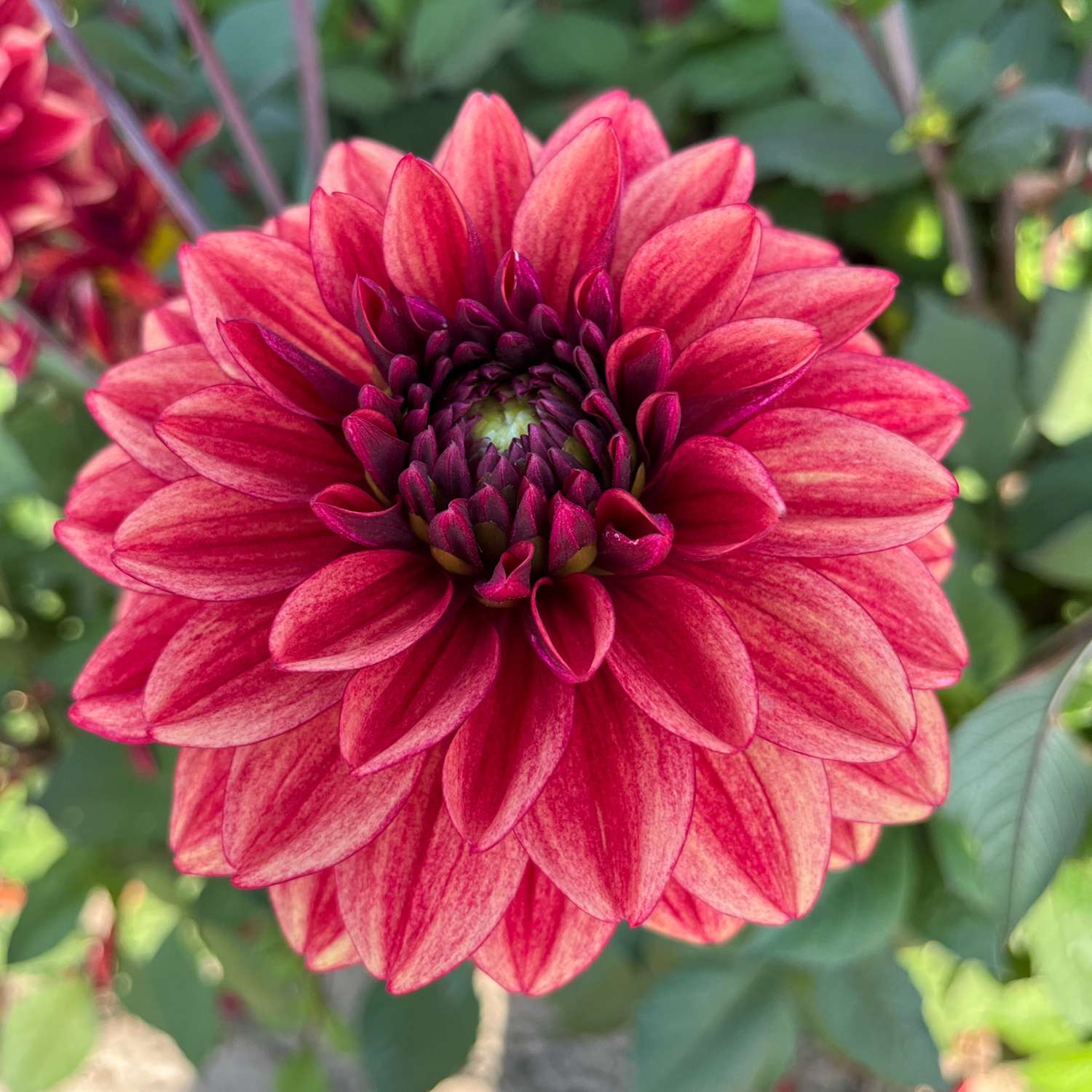 Dahlie ‘Glossy Maracana’