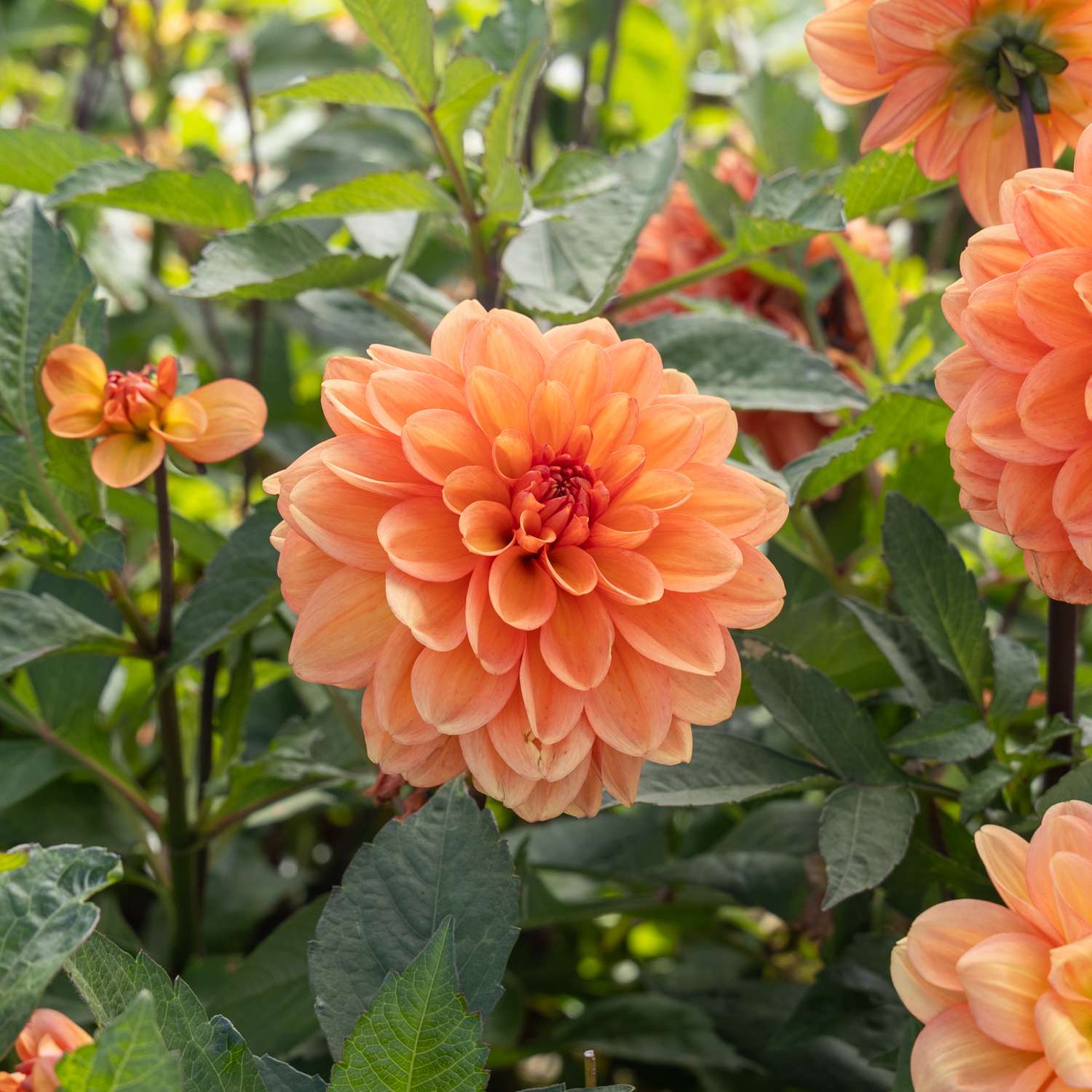 Dahlie ‘Go Go Peach’