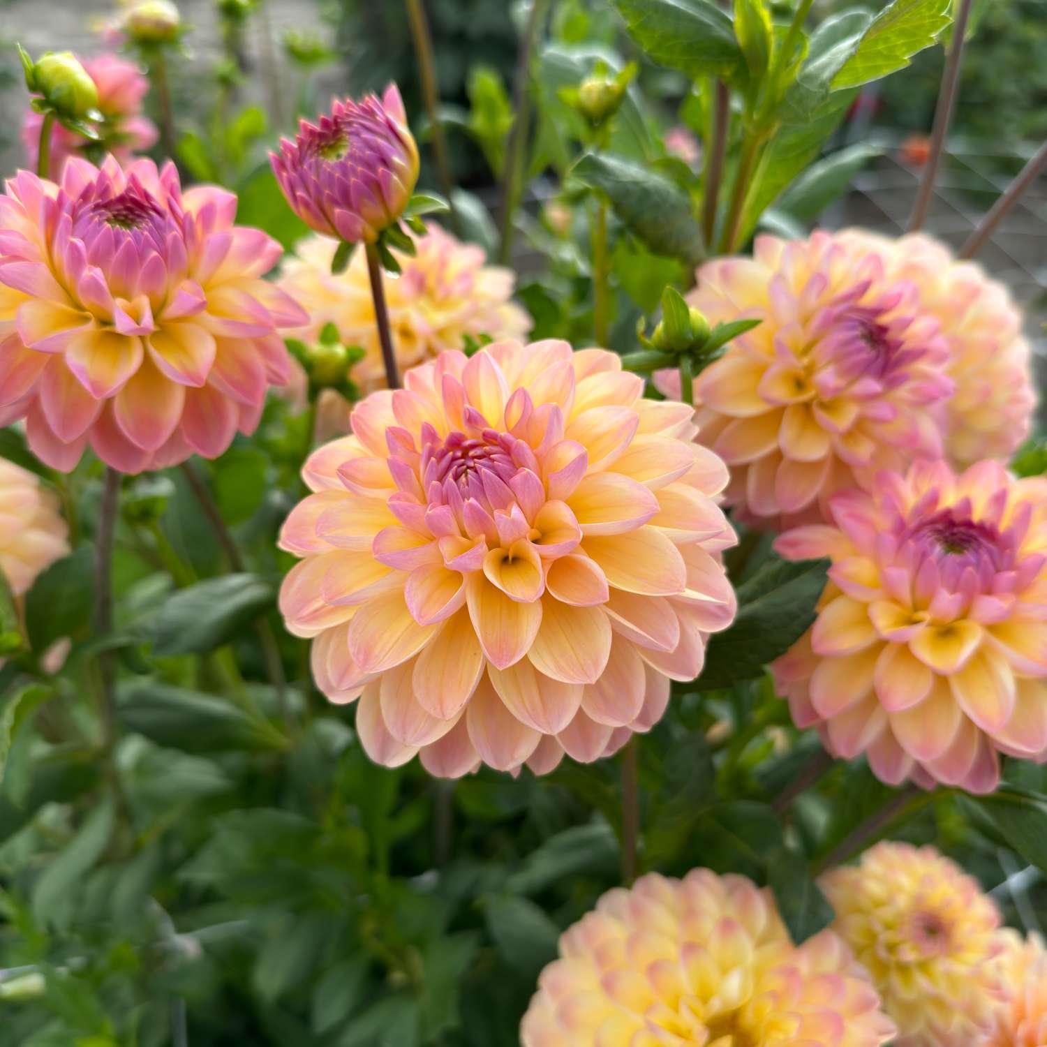 Dahlie ‘Hapet Pastell’