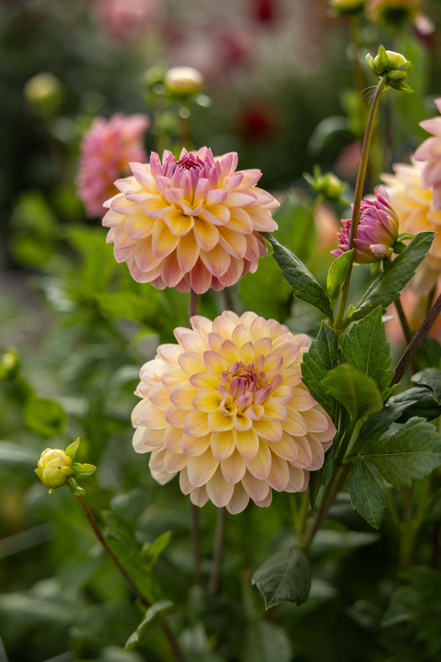 Dahlie ‘Hapet Pastell’