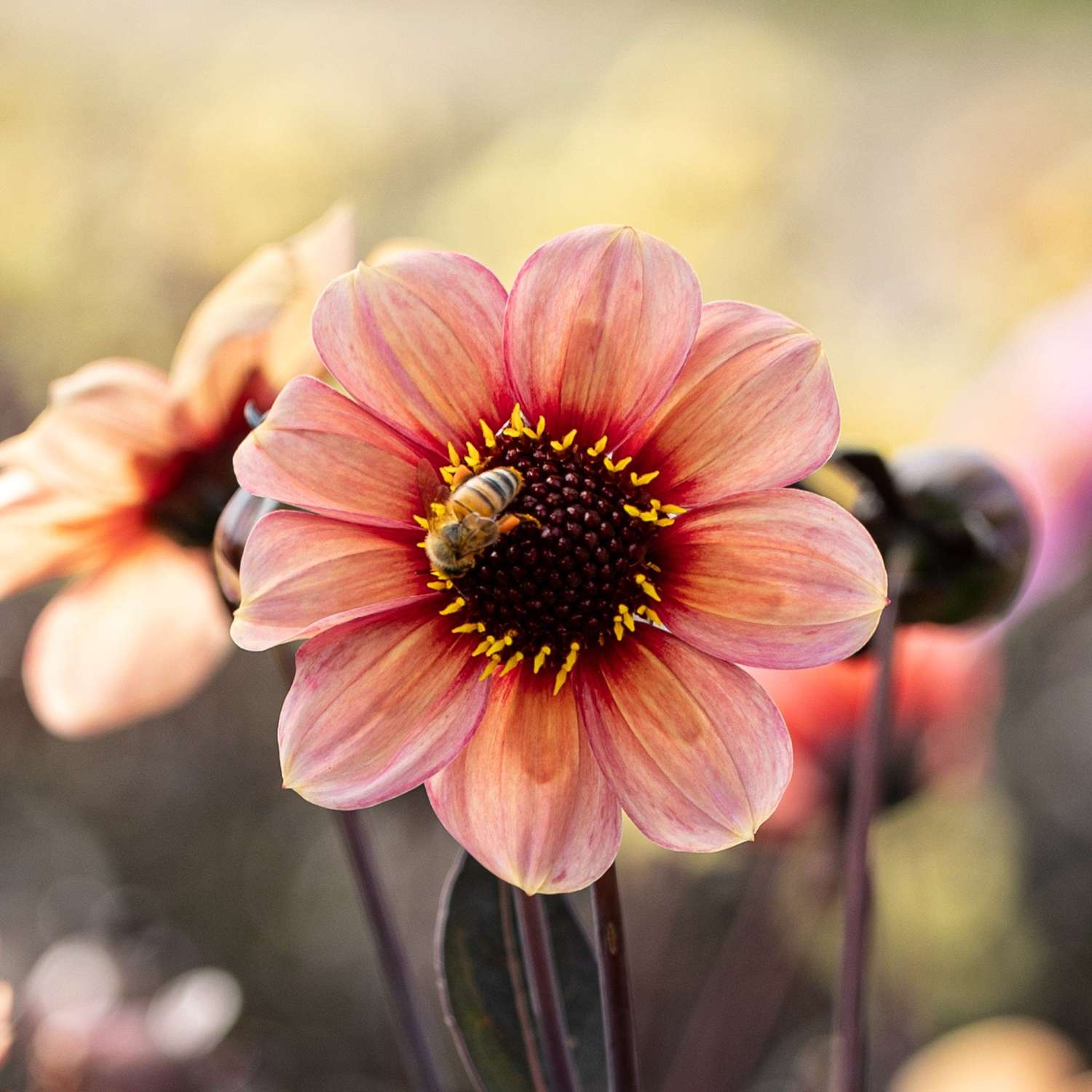 Dahlie 'Happy Single Kiss'