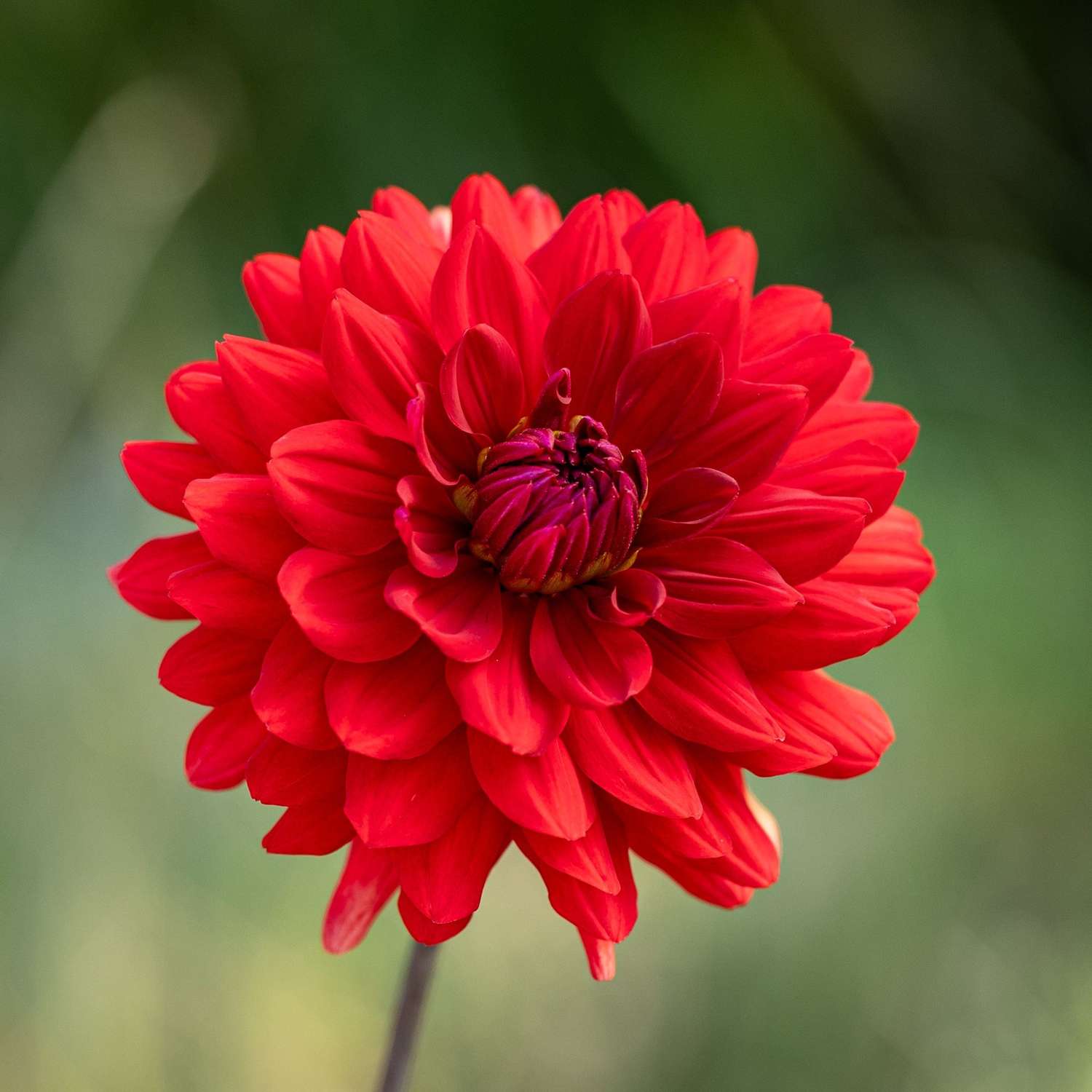 Dahlie 'Karma Amora'