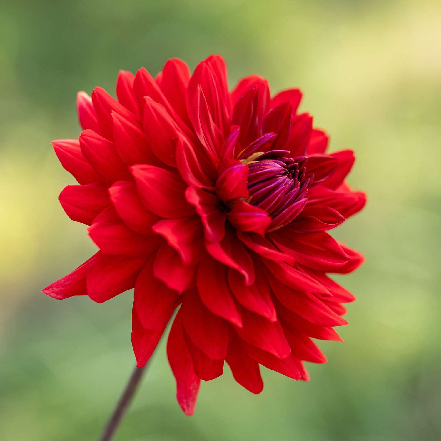 Dahlie 'Karma Amora'