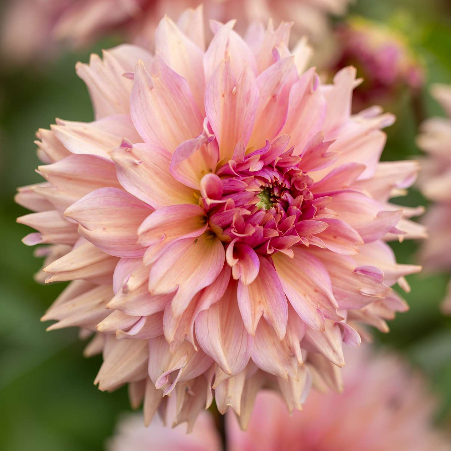 Dahlie 'La Belle Epoque'