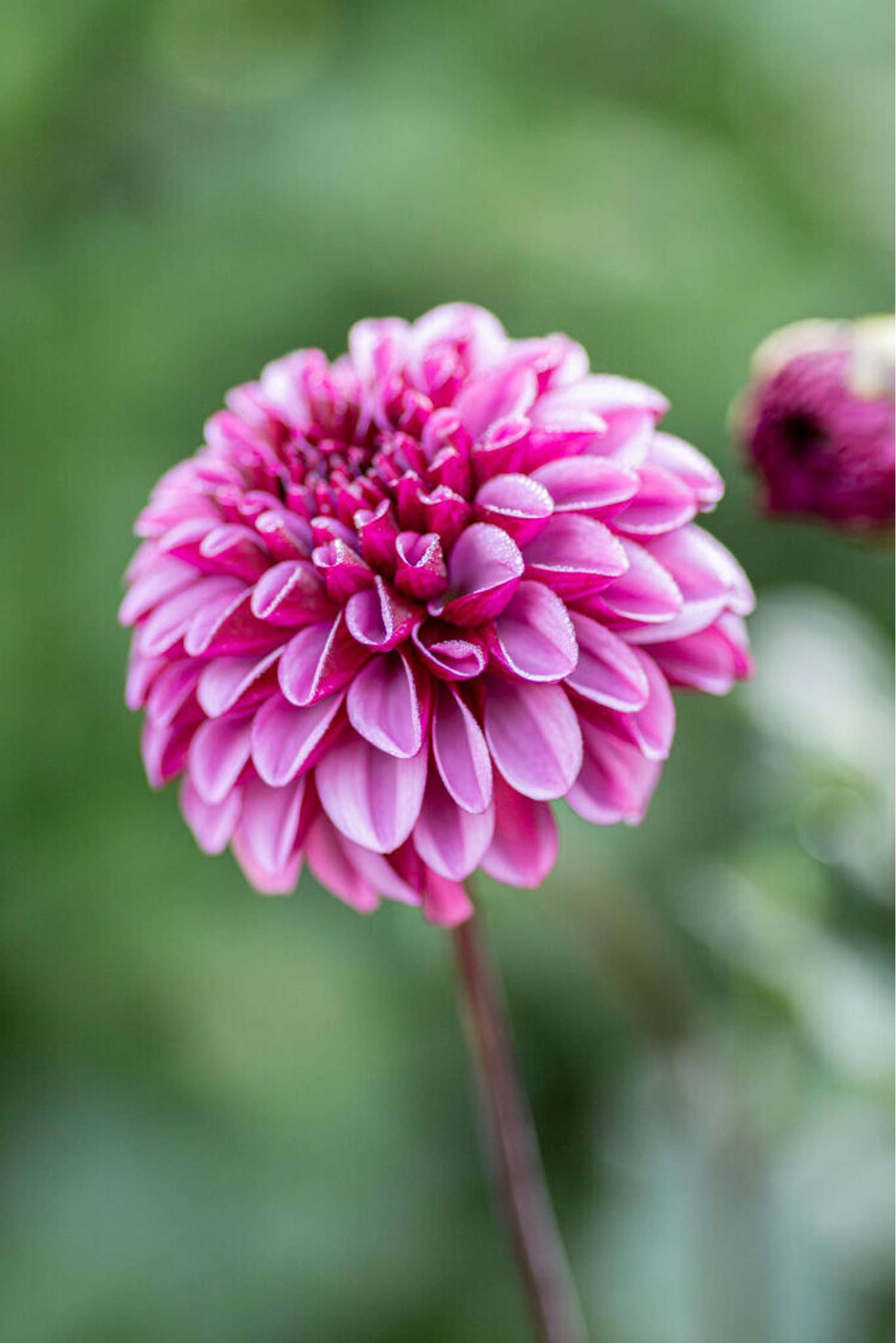 Dahlie 'Laughing Lizzy'